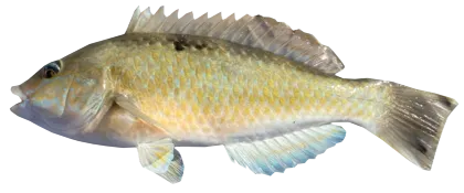 Spotty wrasse