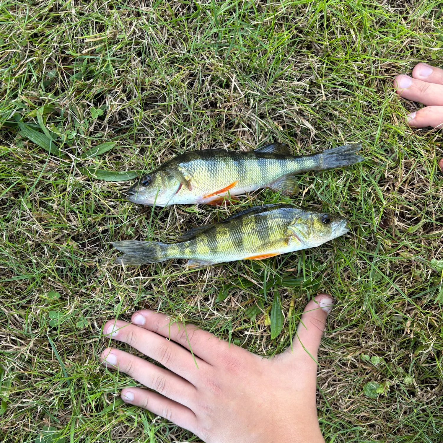 Yellow perch caught on Fishbrain