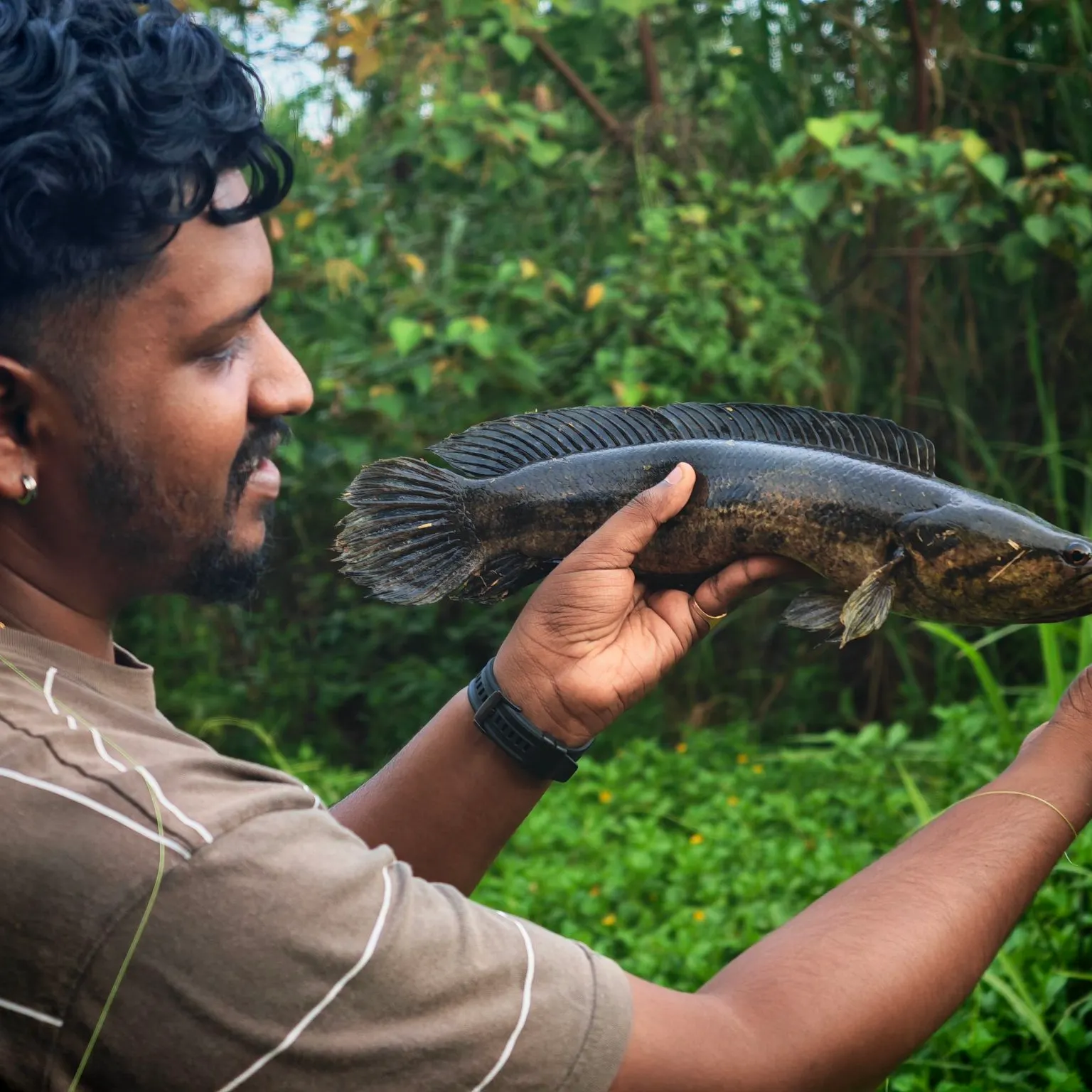 The most recent Forest snakehead catches on Fishbrain