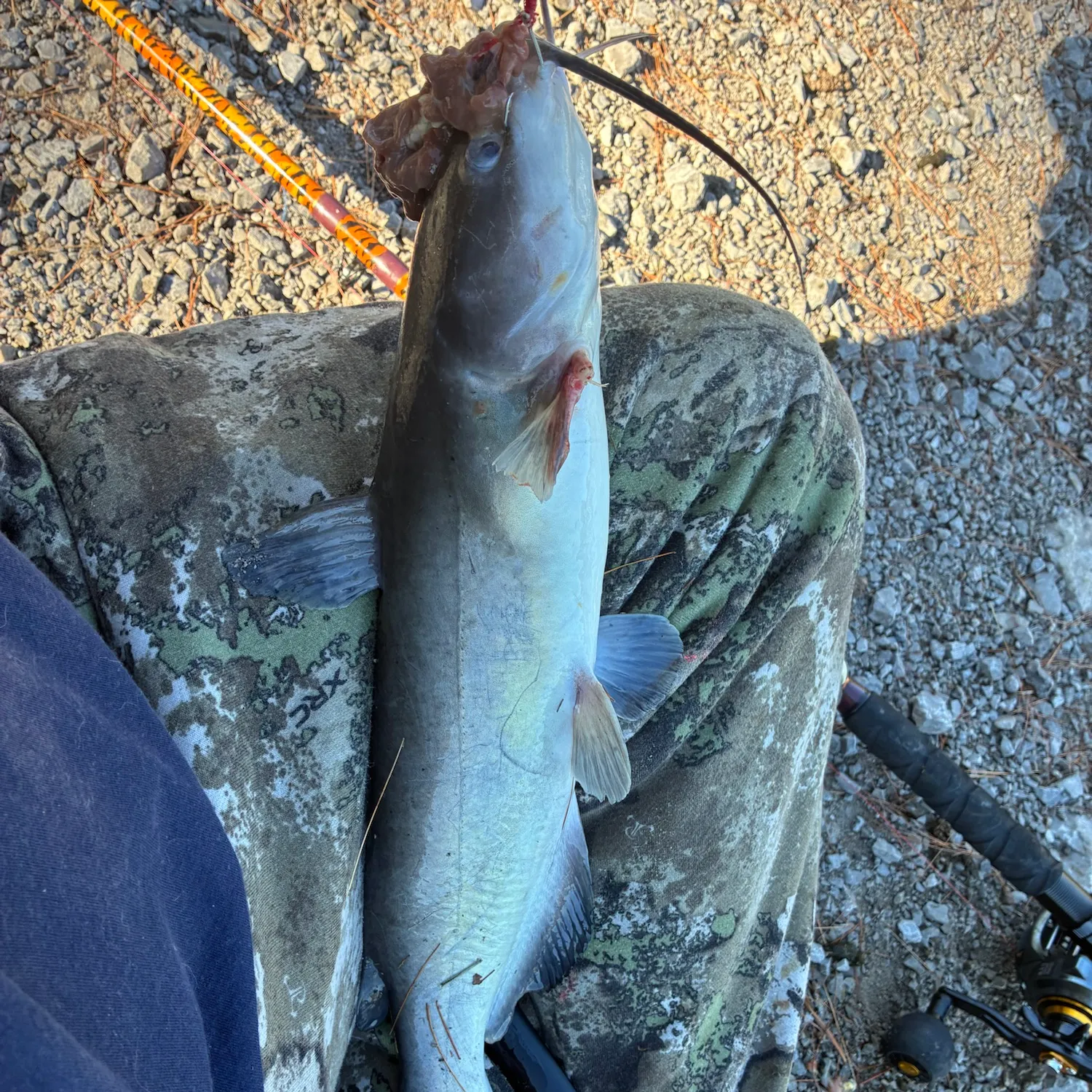 Channel catfish caught on Fishbrain