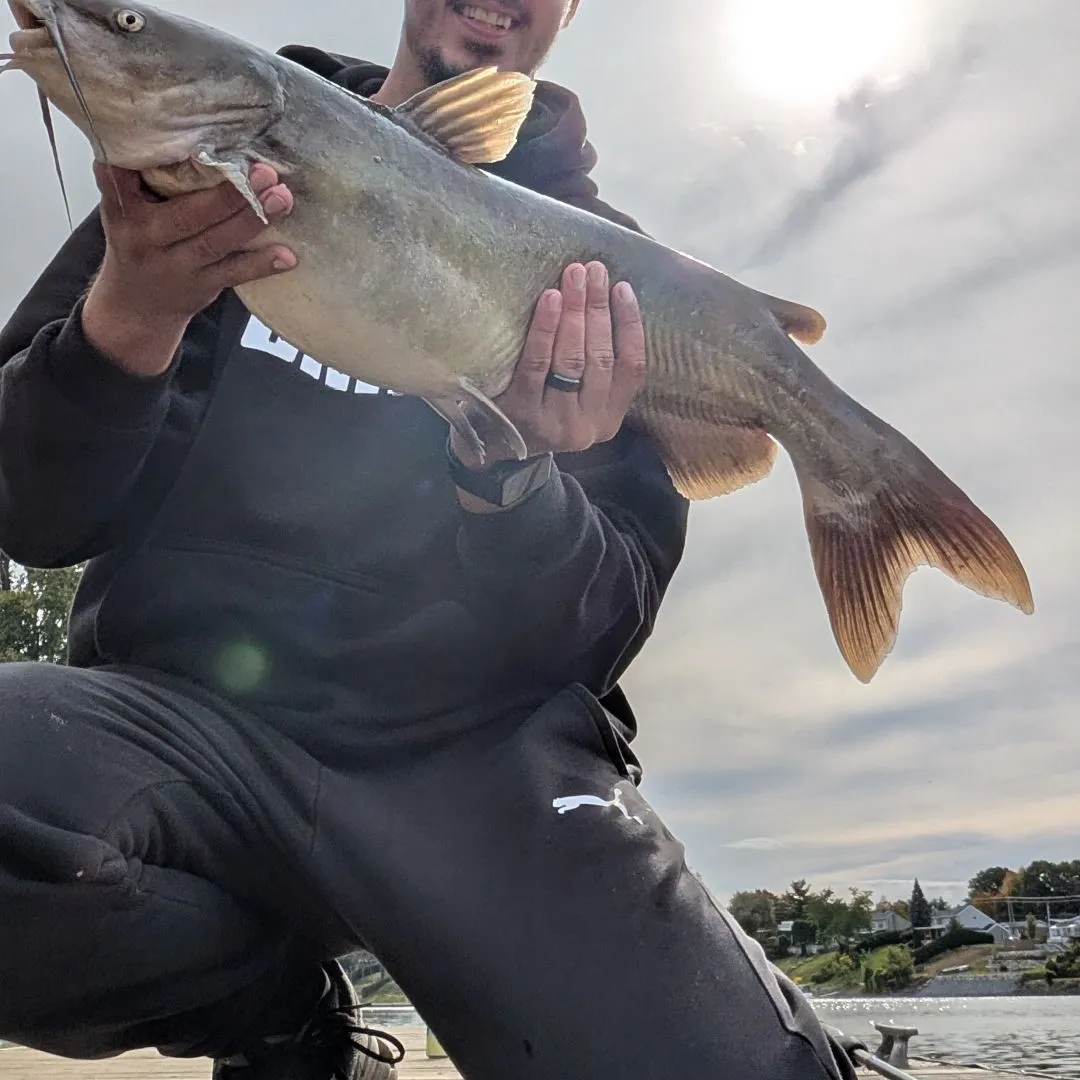 Channel catfish caught on Fishbrain