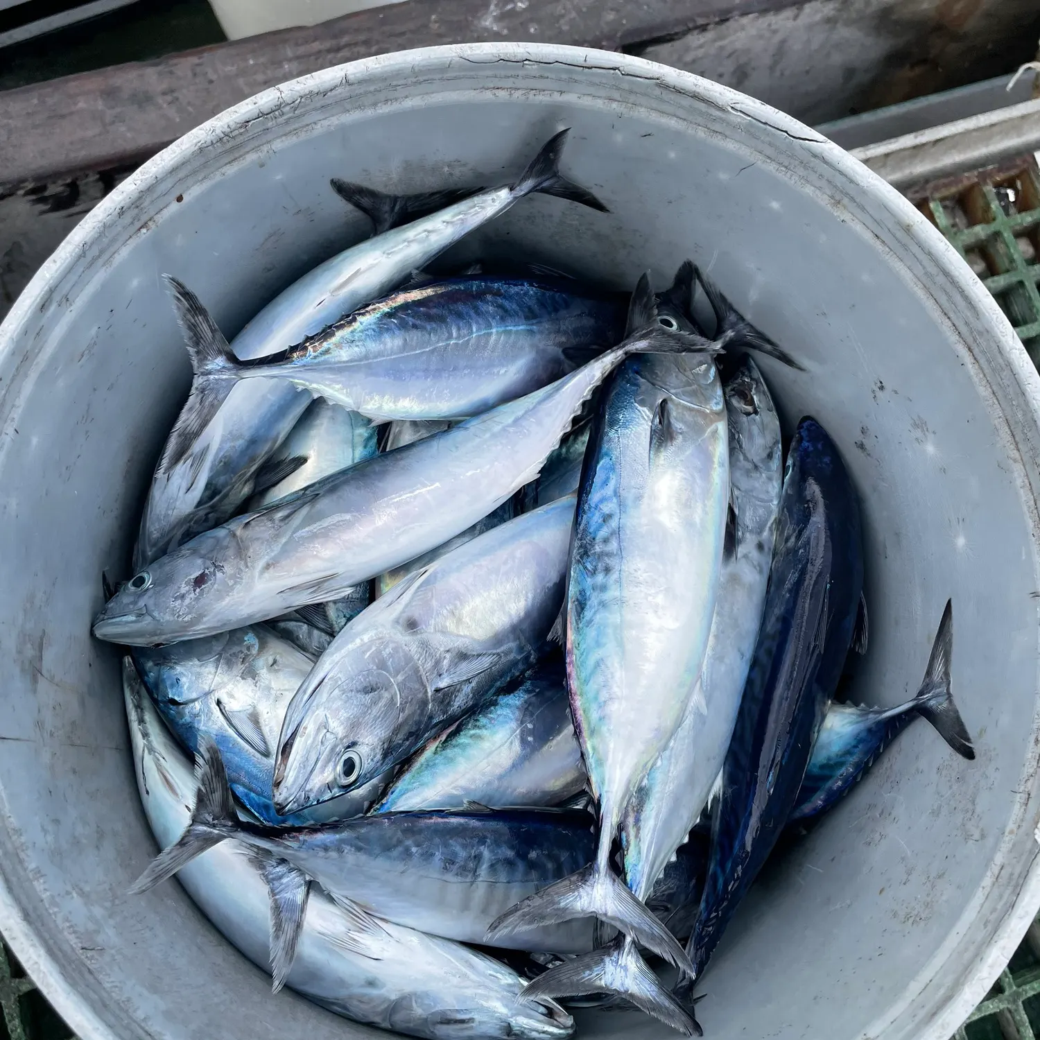 The most recent Atlantic mackerel catches on Fishbrain