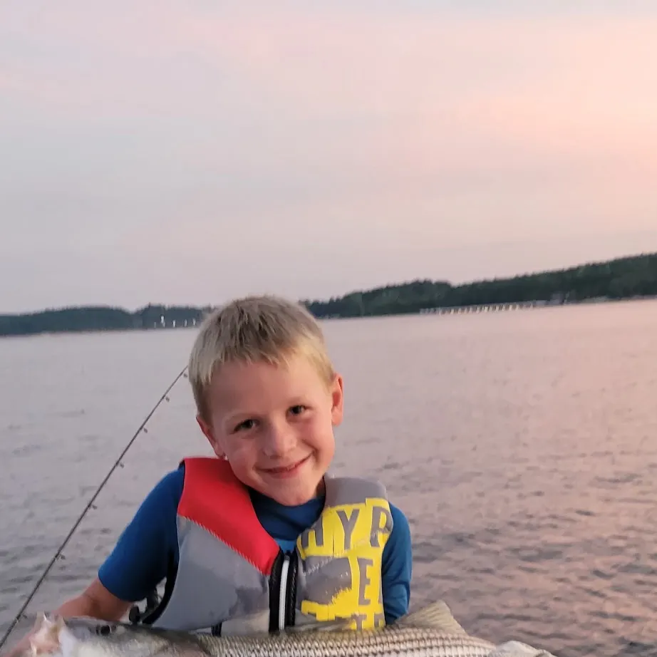 Striped bass caught on Fishbrain