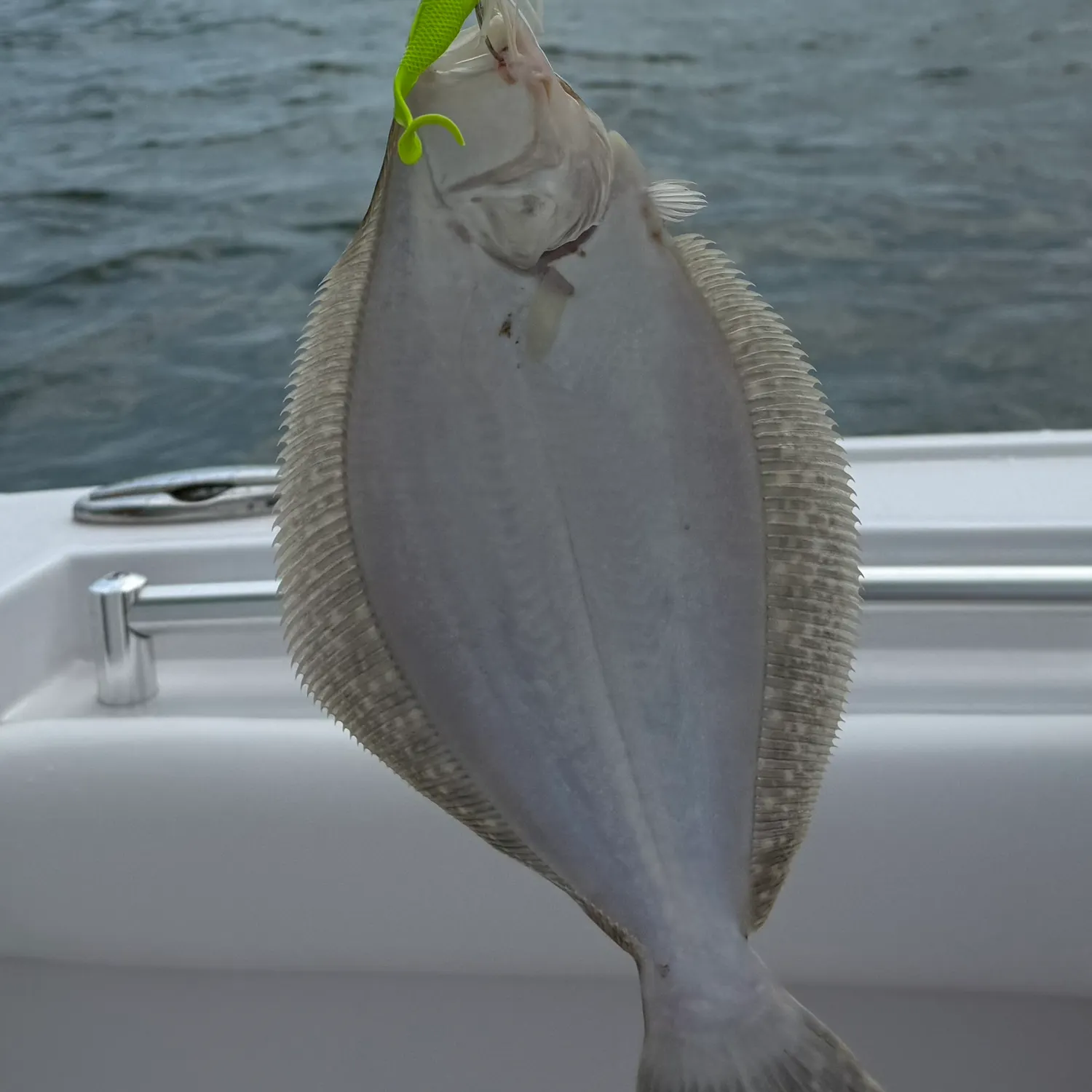 Summer flounder caught on Fishbrain