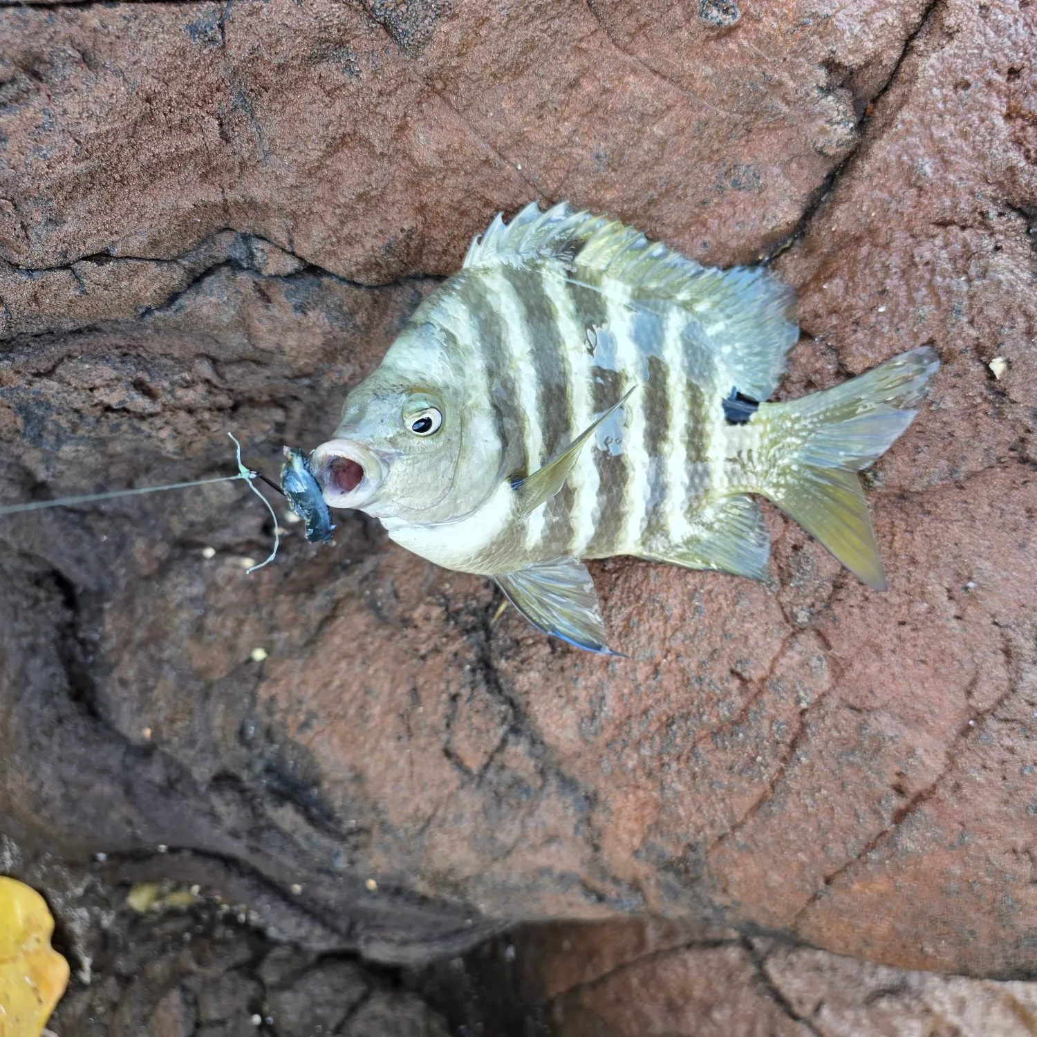 The most recent Blackspot sergeant catches on Fishbrain