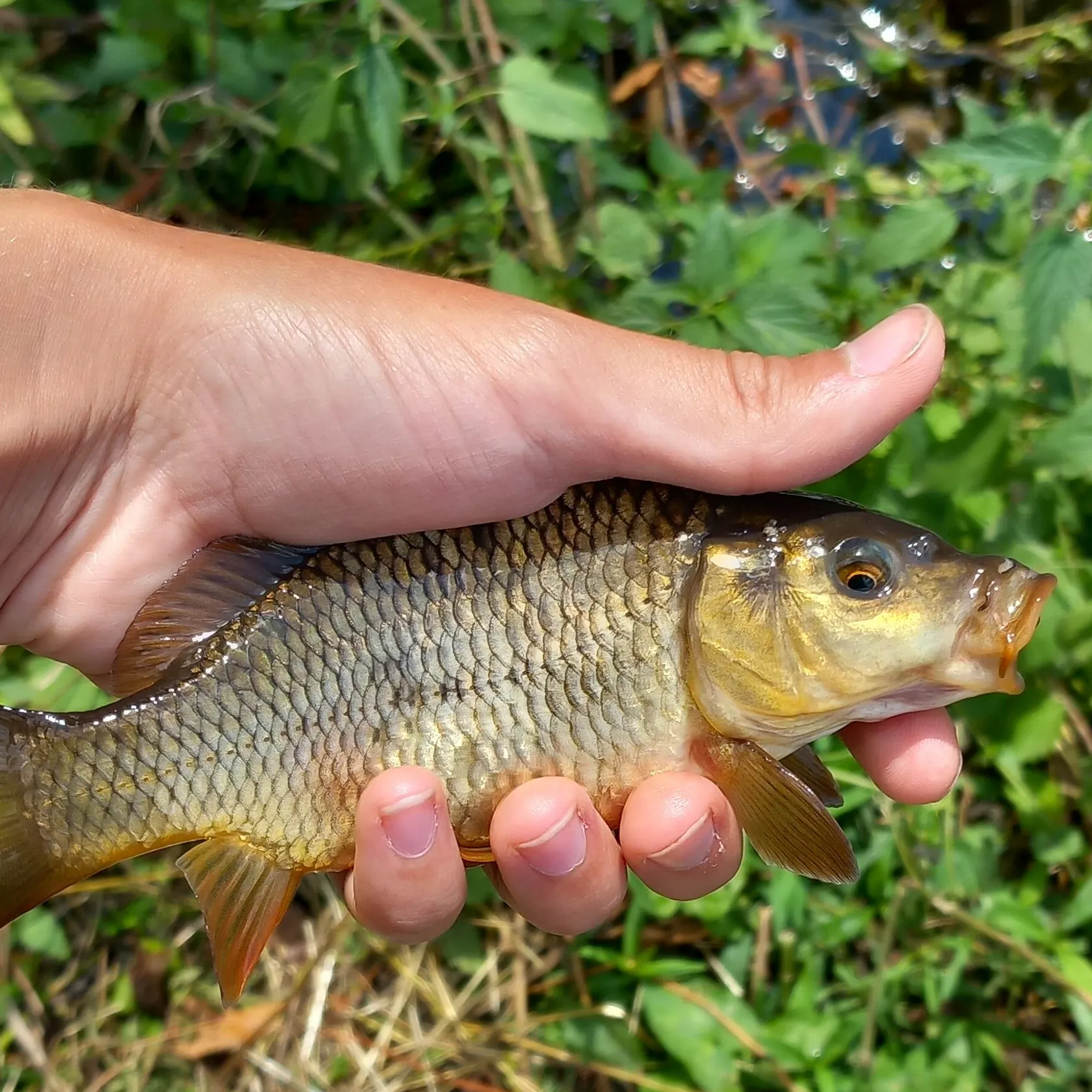 The most recent Common carp catches on Fishbrain