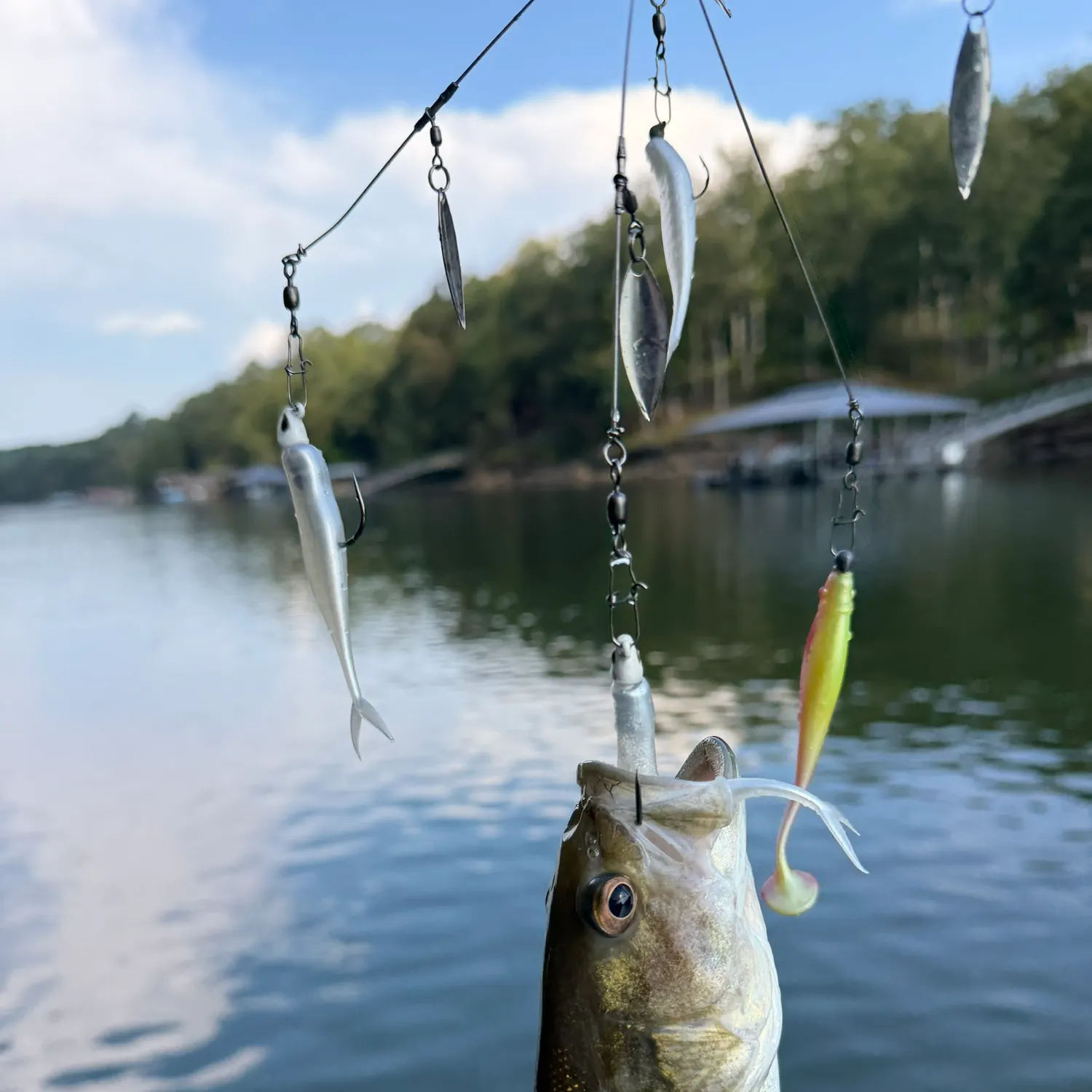 Spotted bass caught on Fishbrain