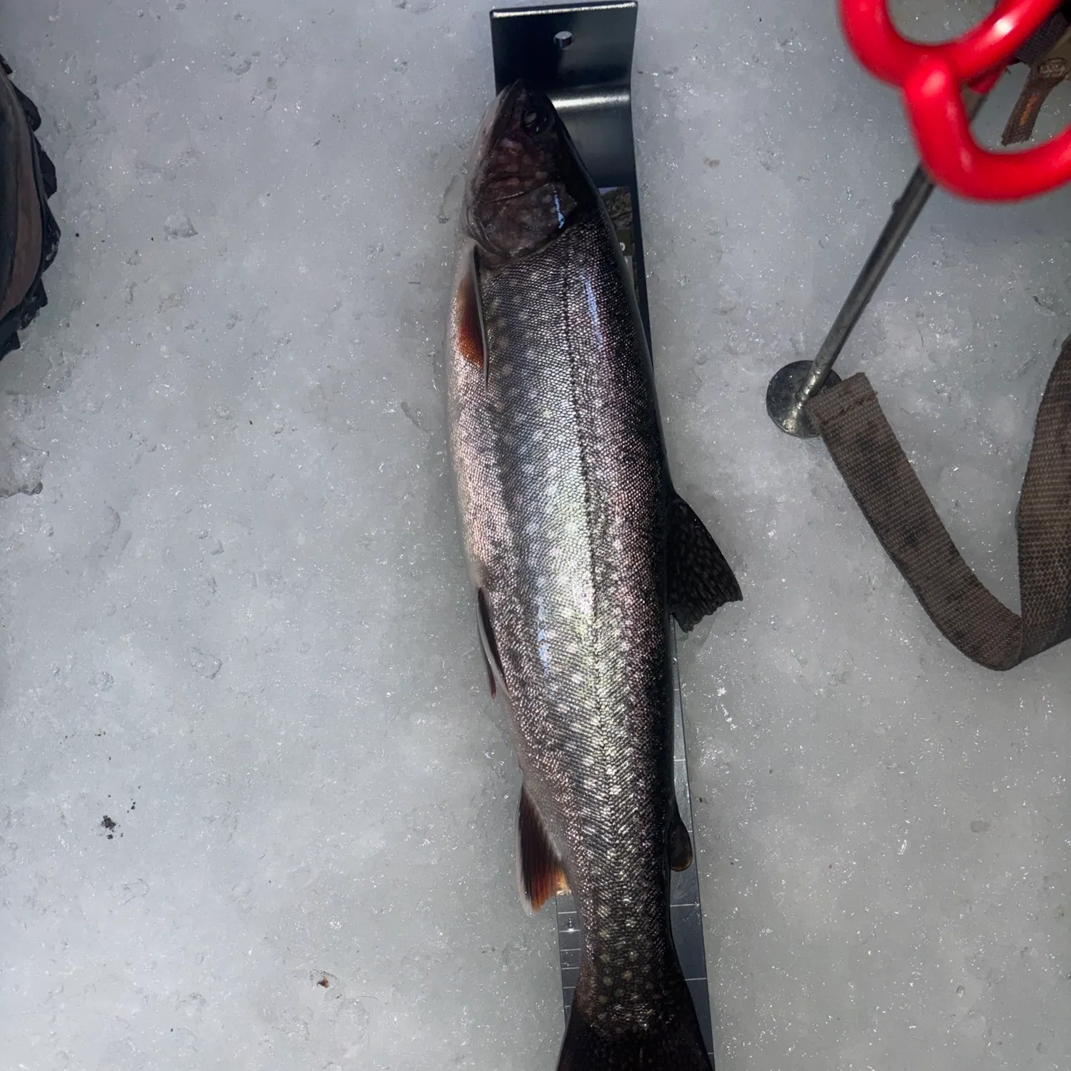 The most recent Splake catches on Fishbrain