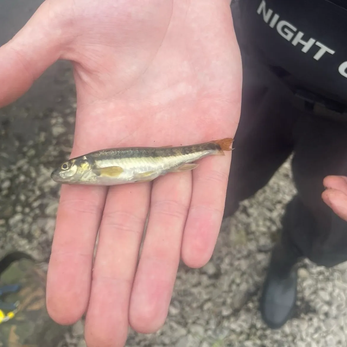 The most recent Eurasian minnow catches on Fishbrain