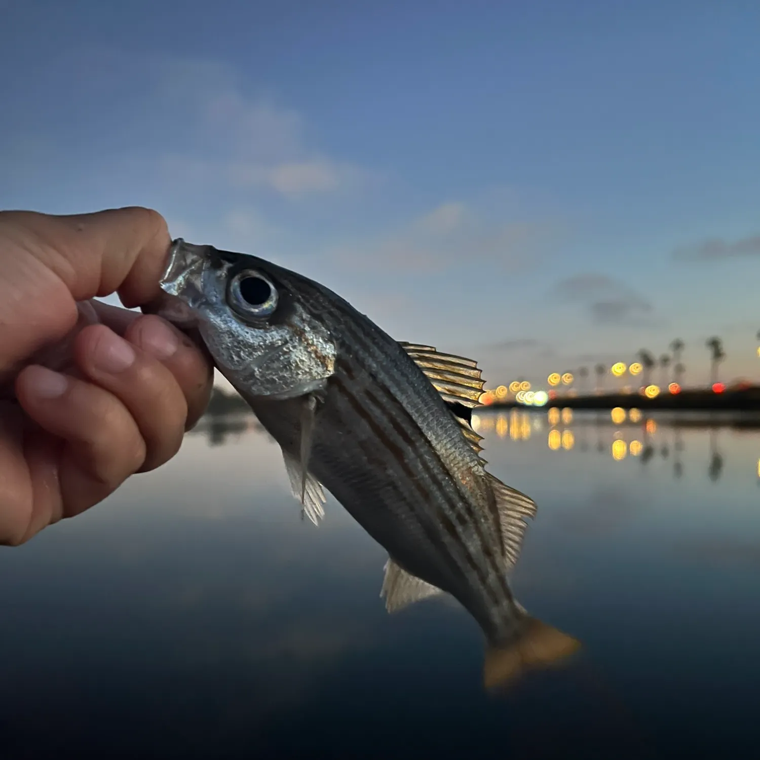 The most recent Salema porgy catches on Fishbrain