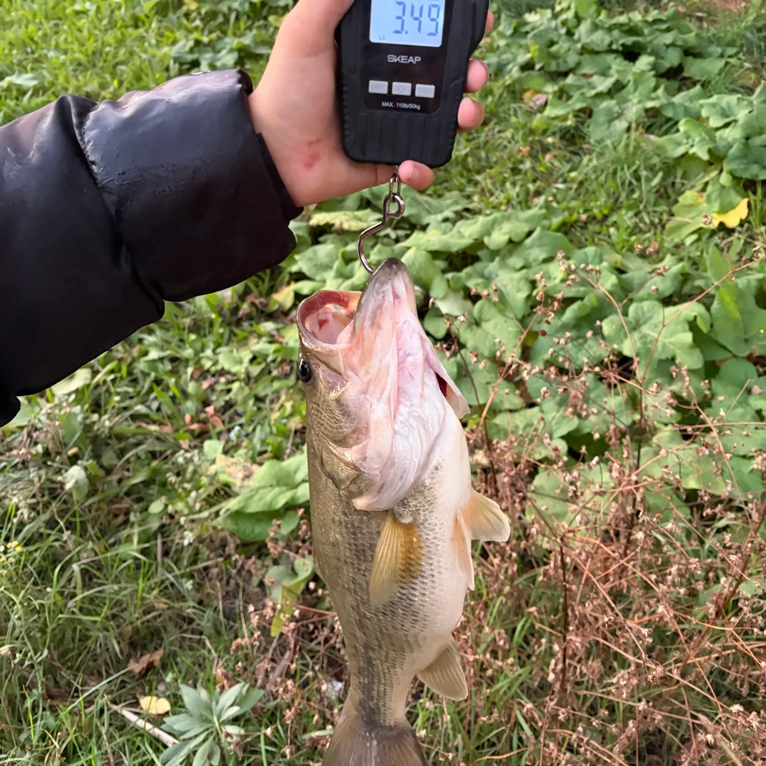 Largemouth bass caught on Fishbrain