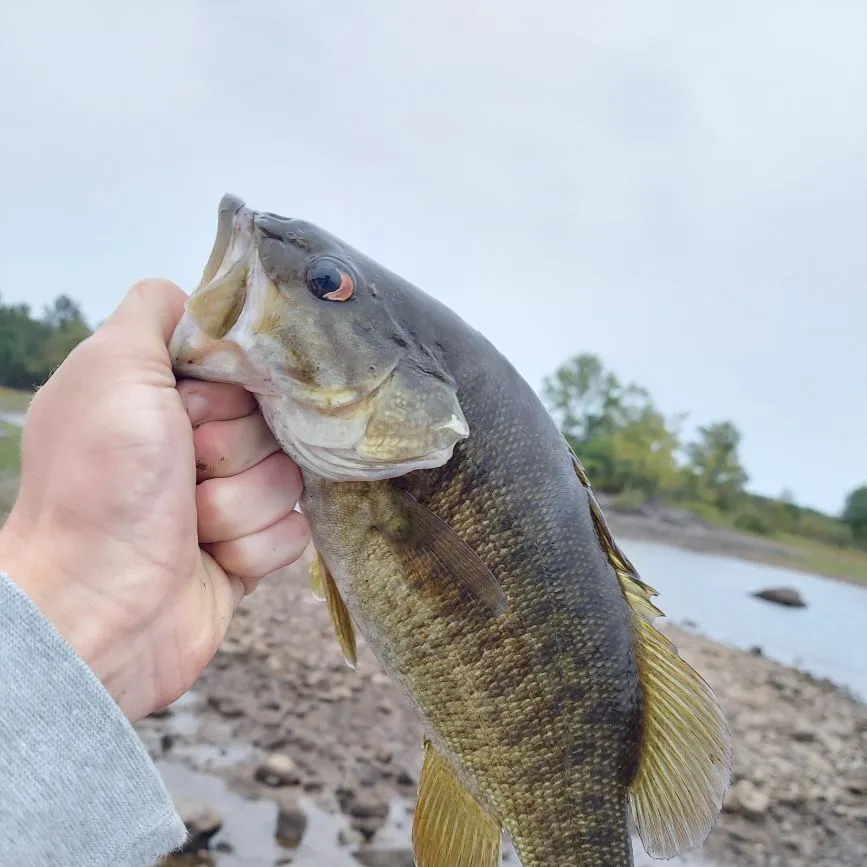 Smallmouth bass caught on Fishbrain
