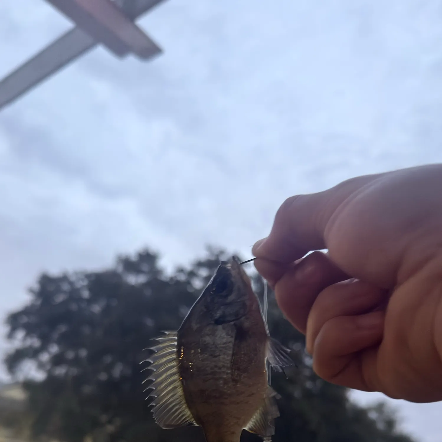 Bluegill caught on Fishbrain