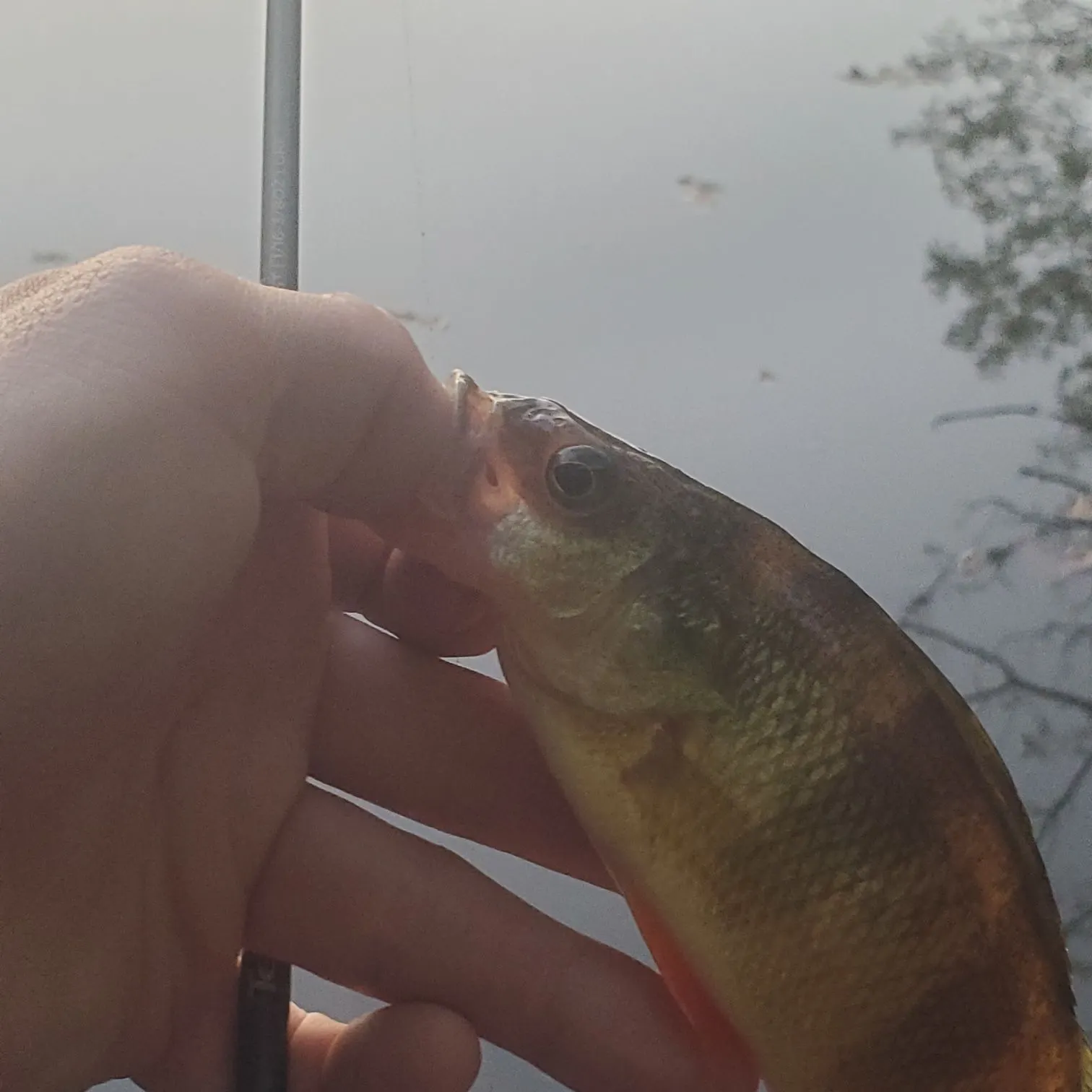 Yellow perch caught on Fishbrain