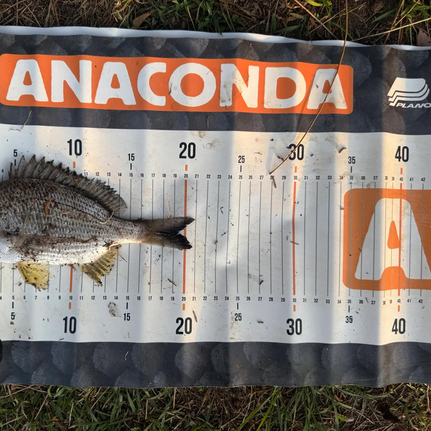 Surf bream caught on Fishbrain