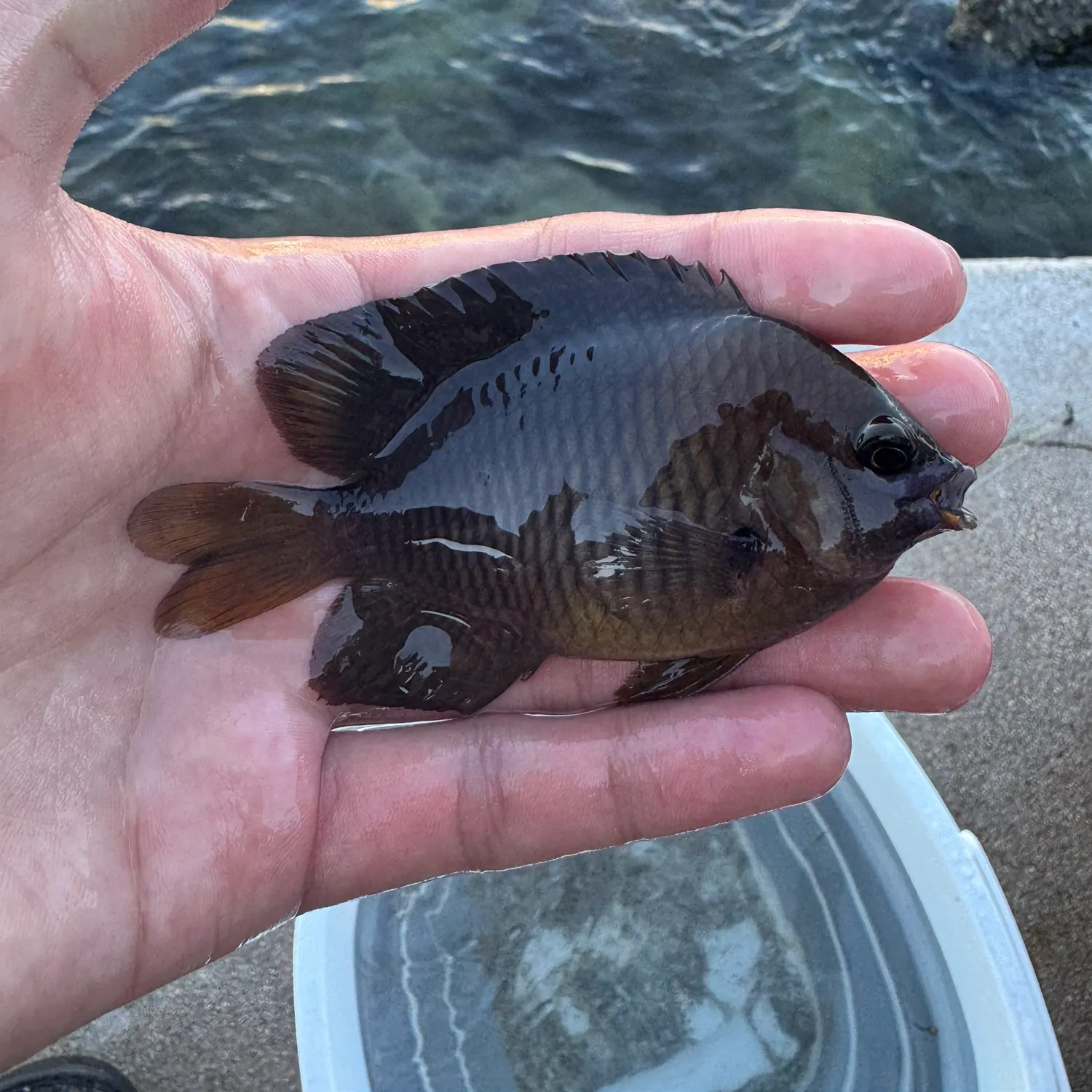 The most recent Threespot damselfish catches on Fishbrain