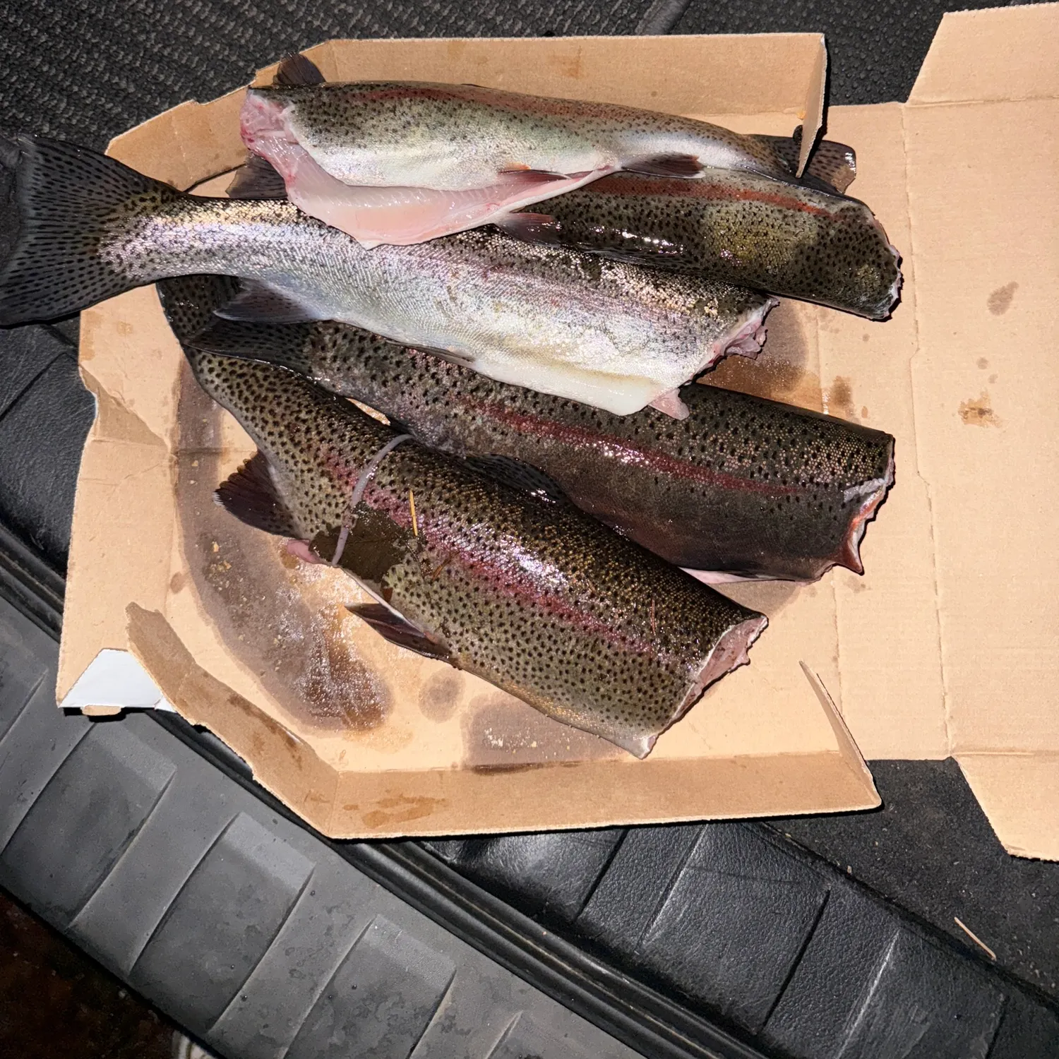 recently logged catches