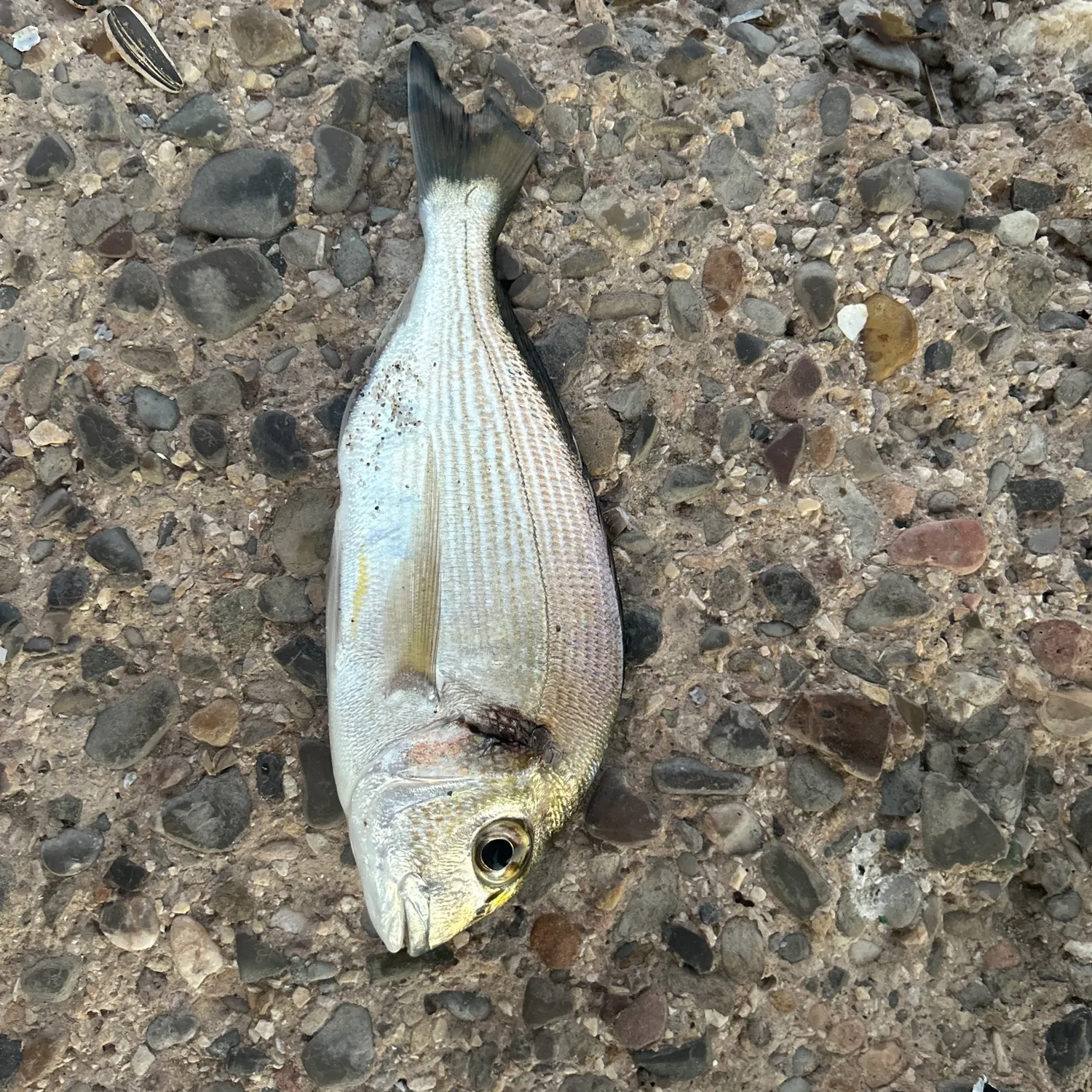Saddled seabream caught on Fishbrain