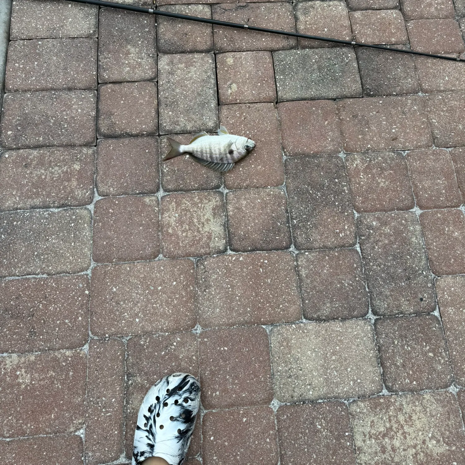 The most recent Atlantic spadefish catches on Fishbrain