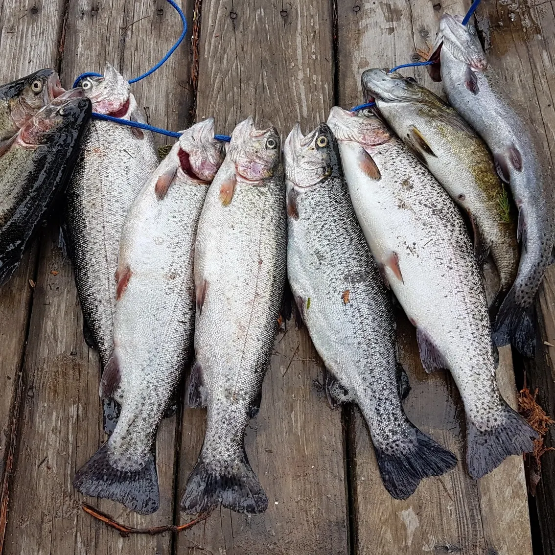 recently logged catches
