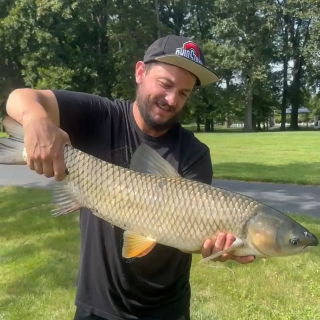 Grass carp caught on Fishbrain