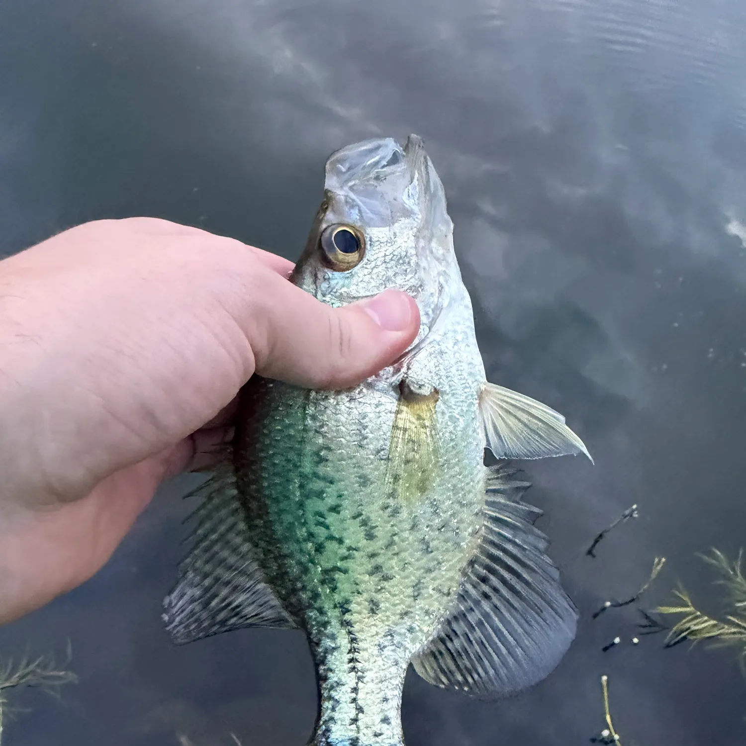 Black crappie caught on Fishbrain