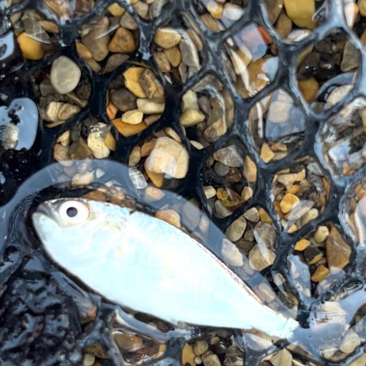 The most recent Derbio pompano catches on Fishbrain