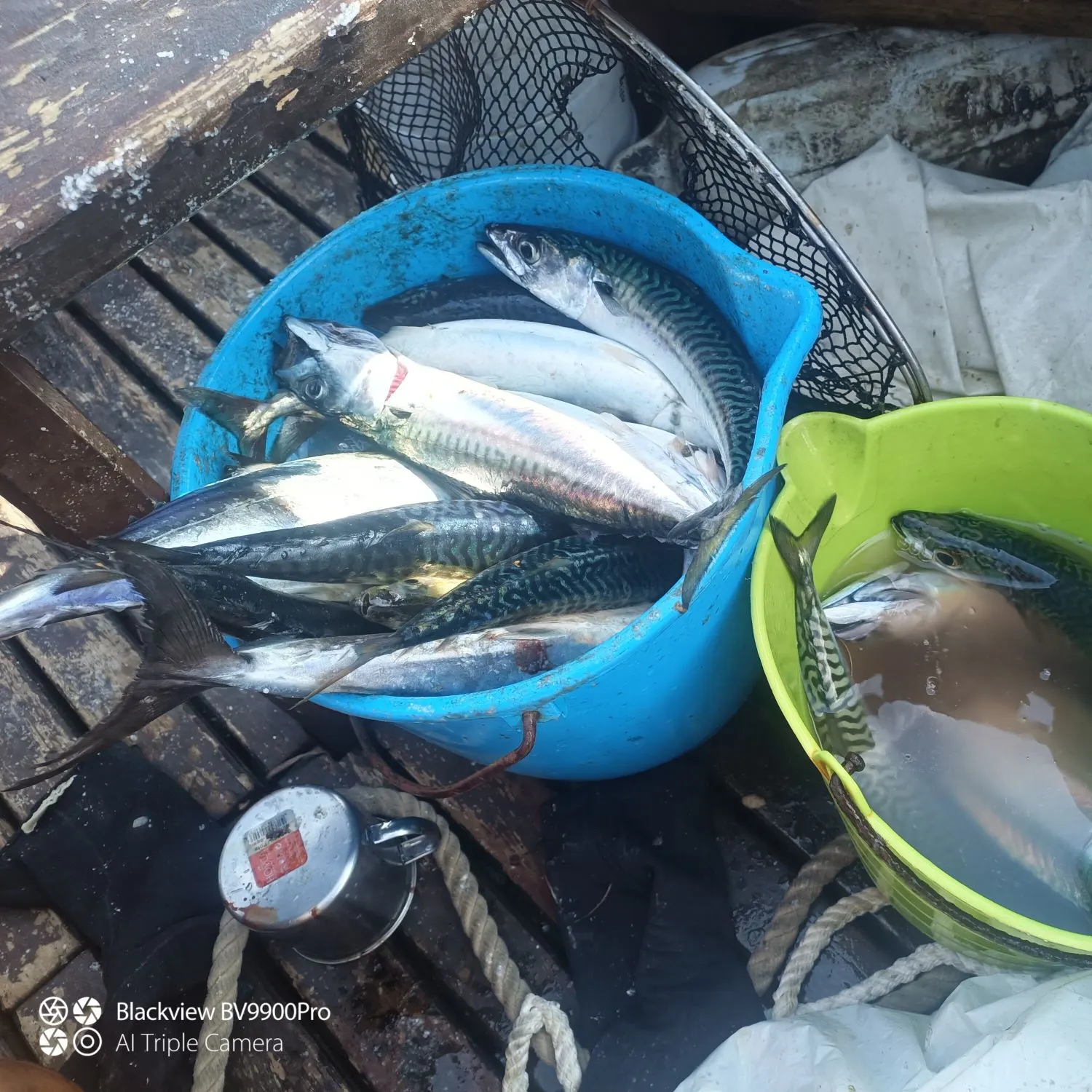 Atlantic mackerel caught on Fishbrain