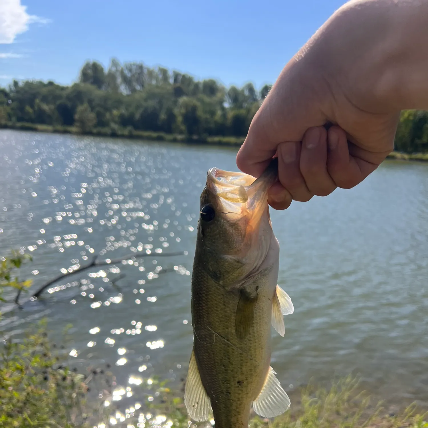 Largemouth bass caught on Fishbrain