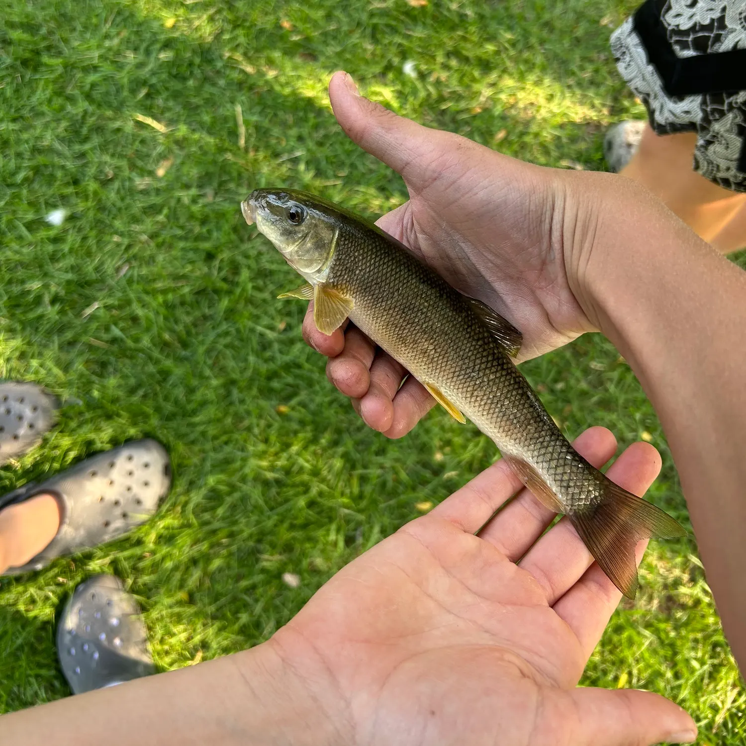 The most recent White sucker catches on Fishbrain