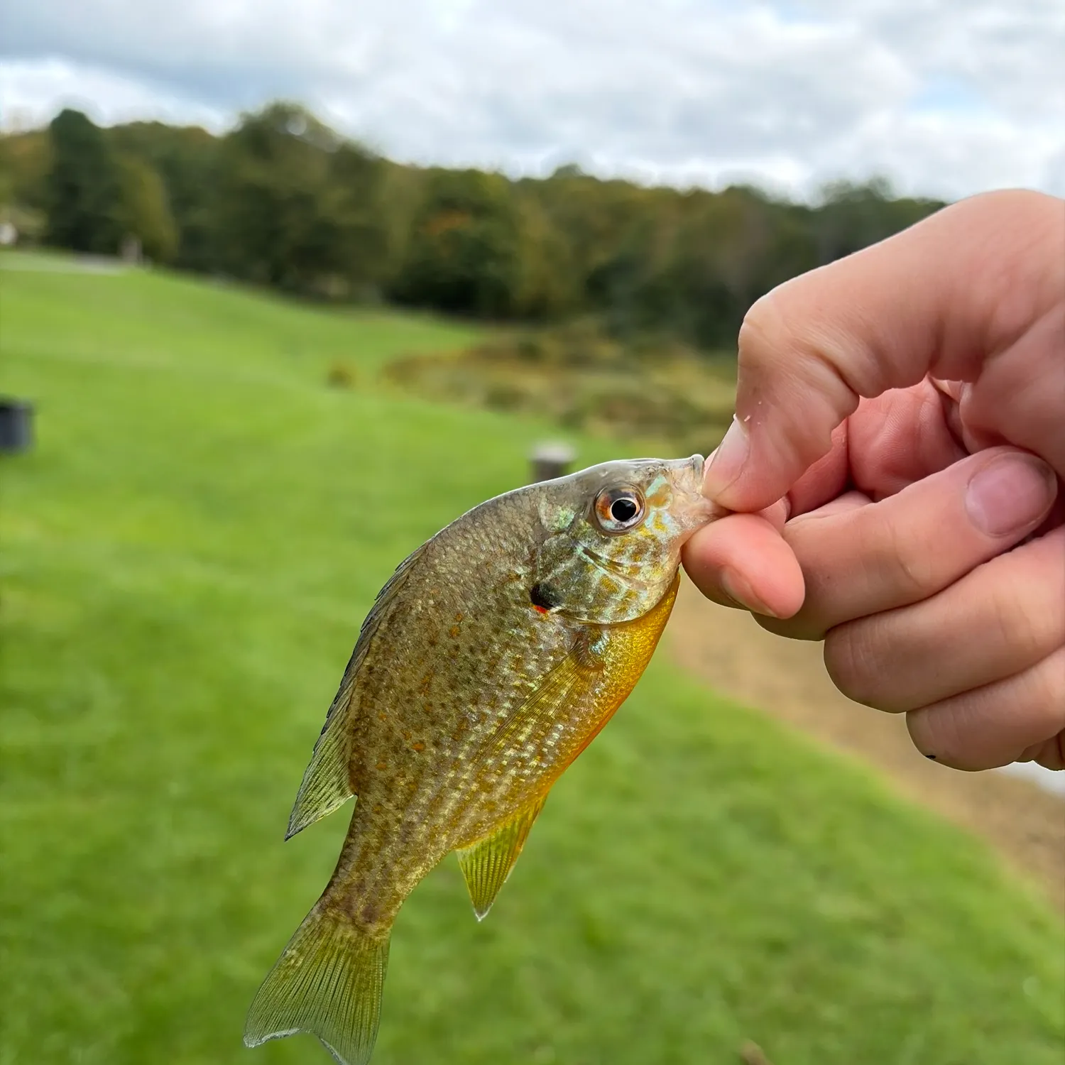 Pumpkinseed caught on Fishbrain