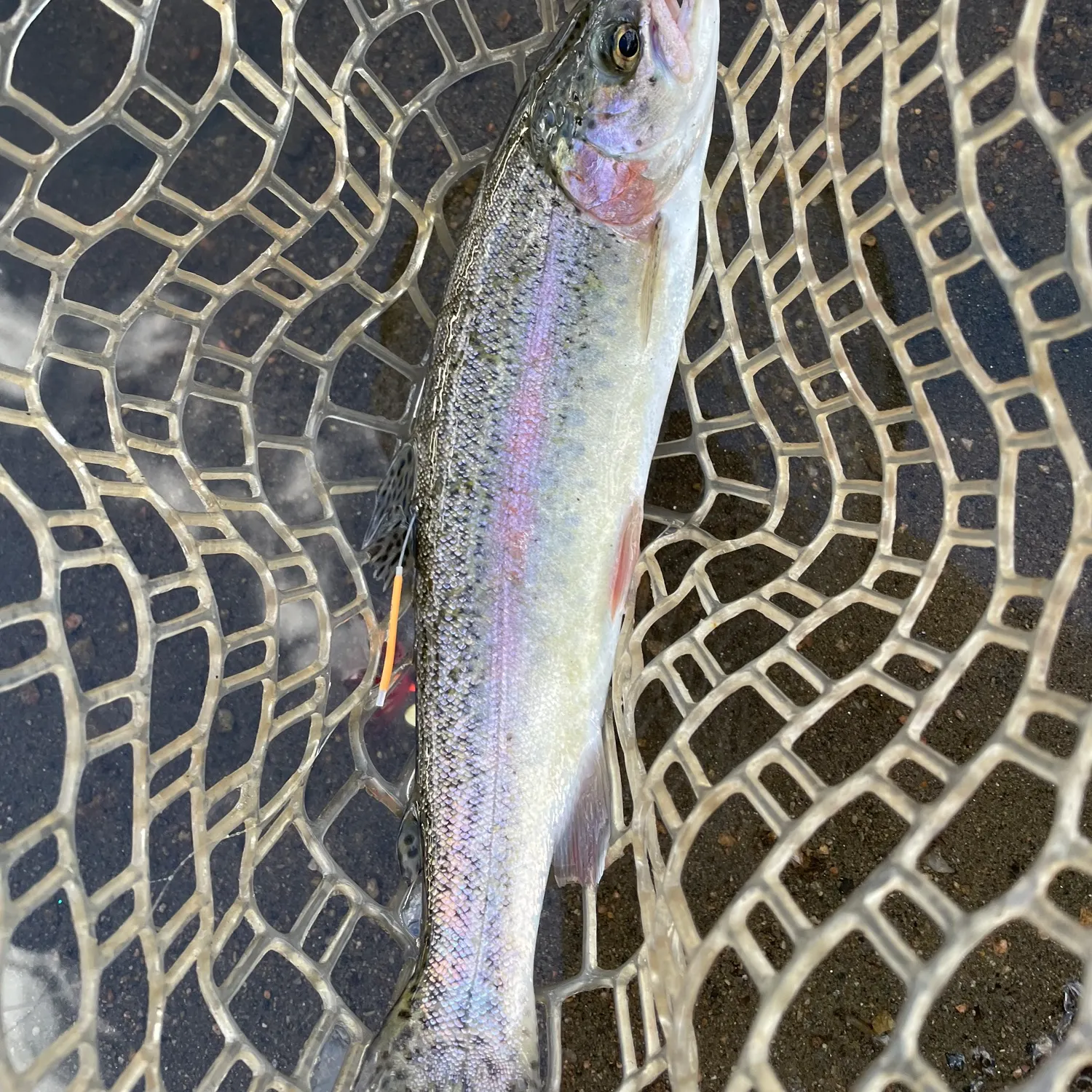 Rainbow trout caught on Fishbrain