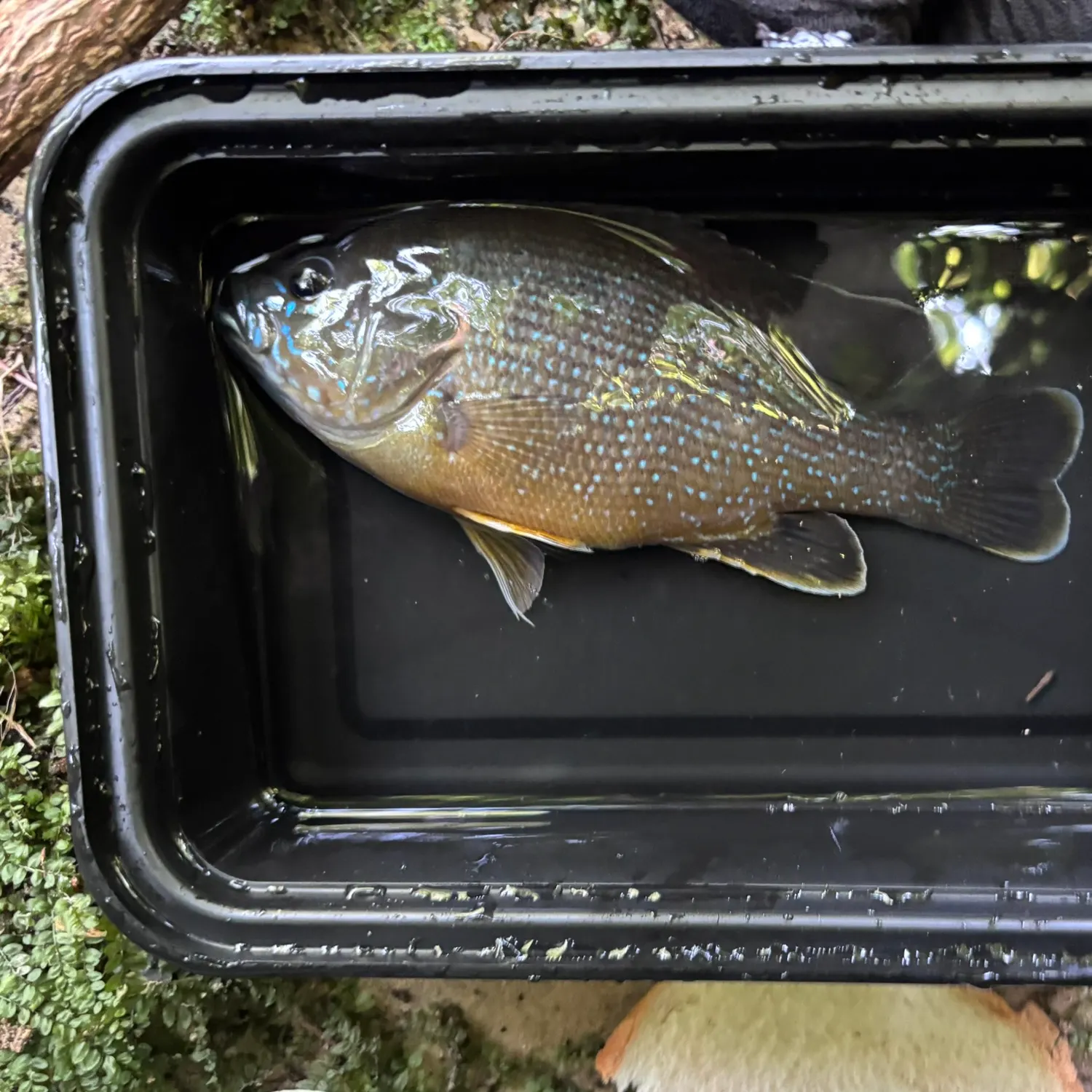 Green sunfish caught on Fishbrain