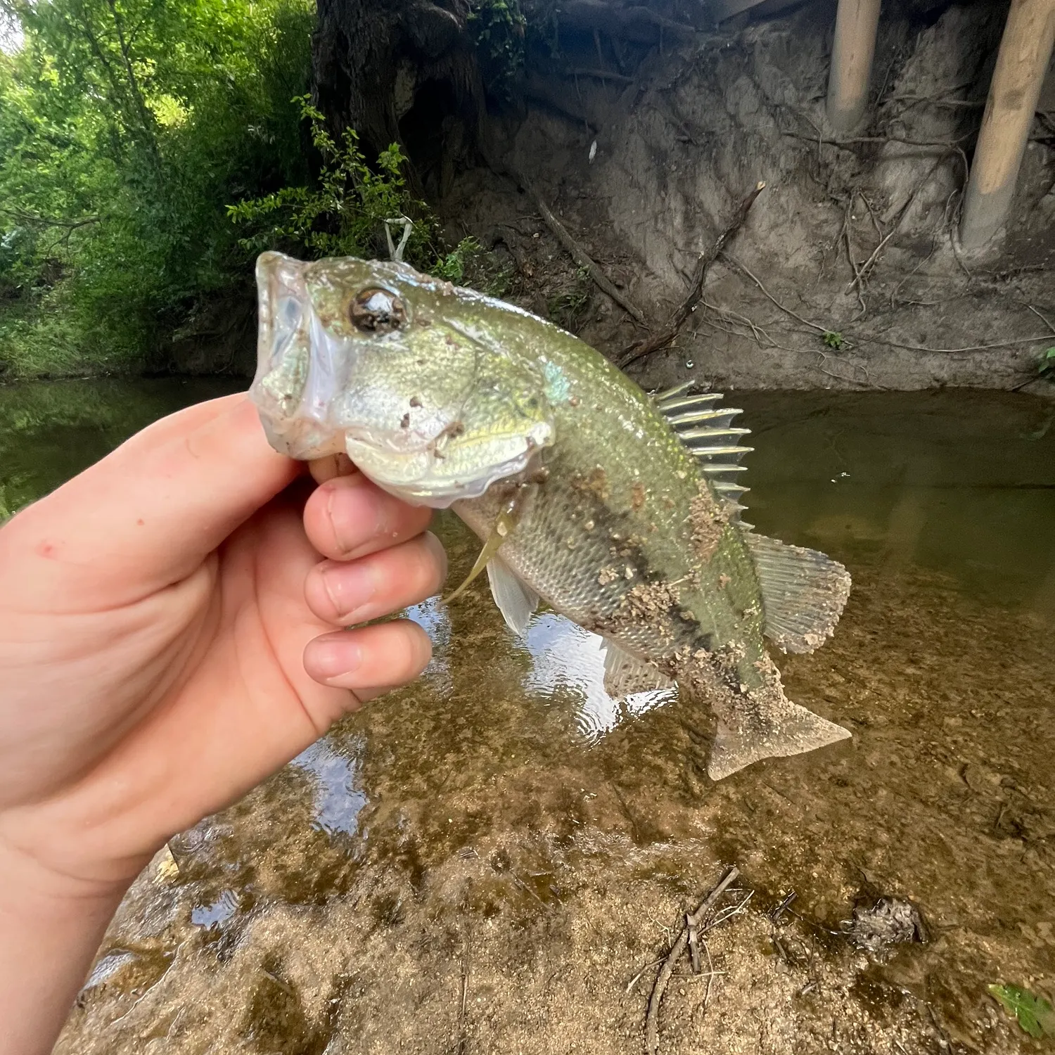 Spotted bass caught on Fishbrain