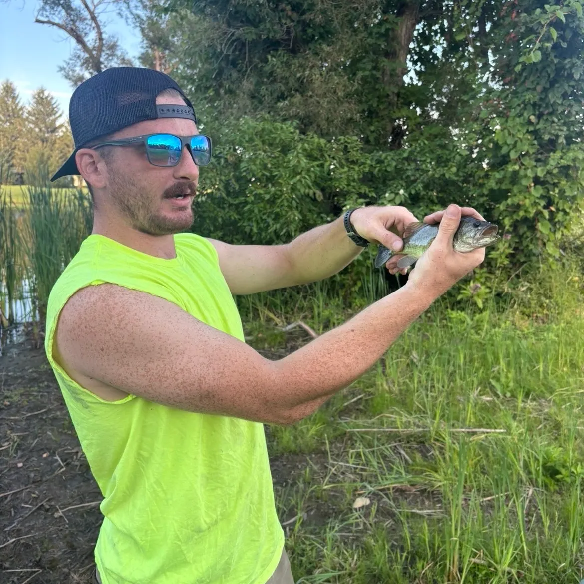Largemouth bass caught on Fishbrain