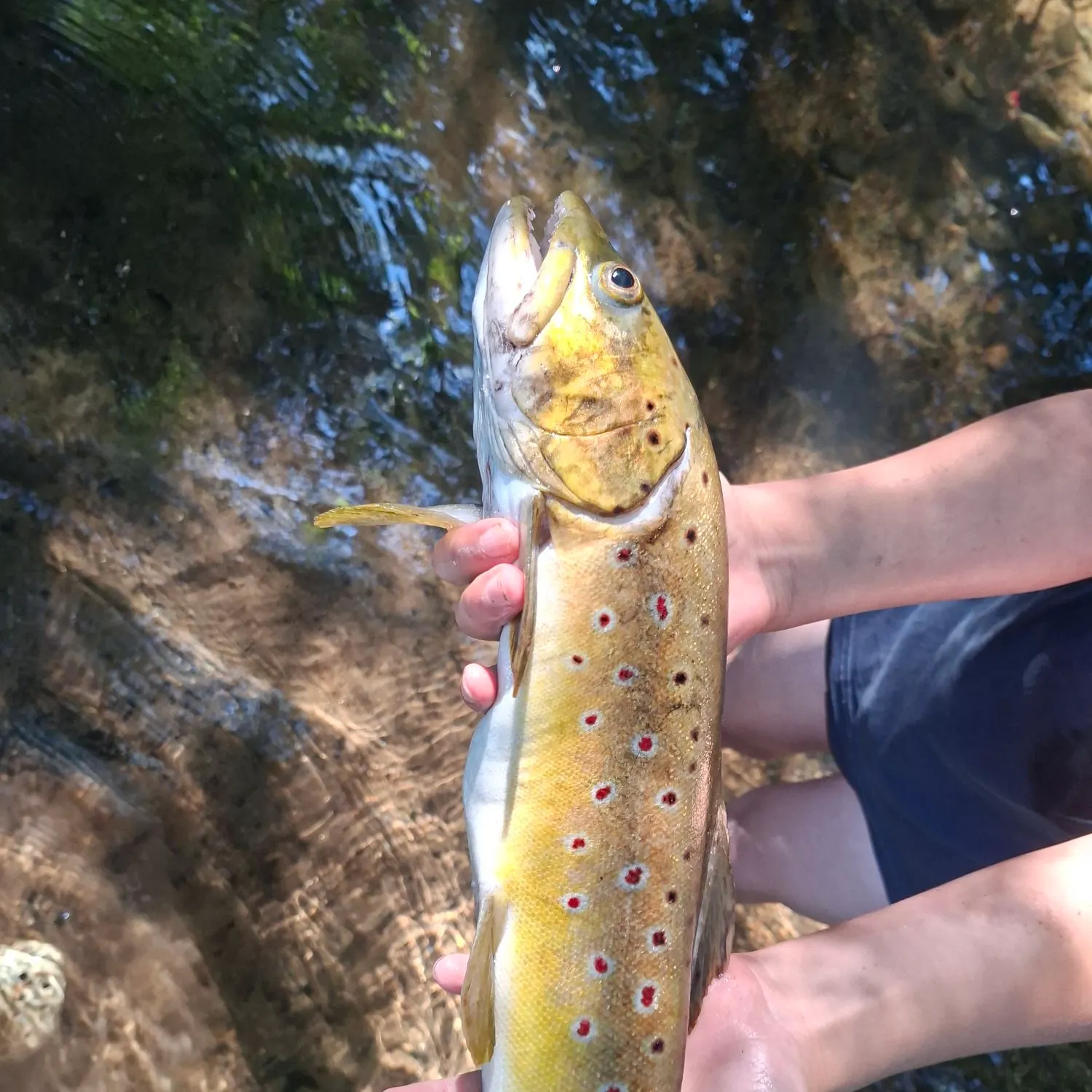 The most recent Lake trout catches on Fishbrain