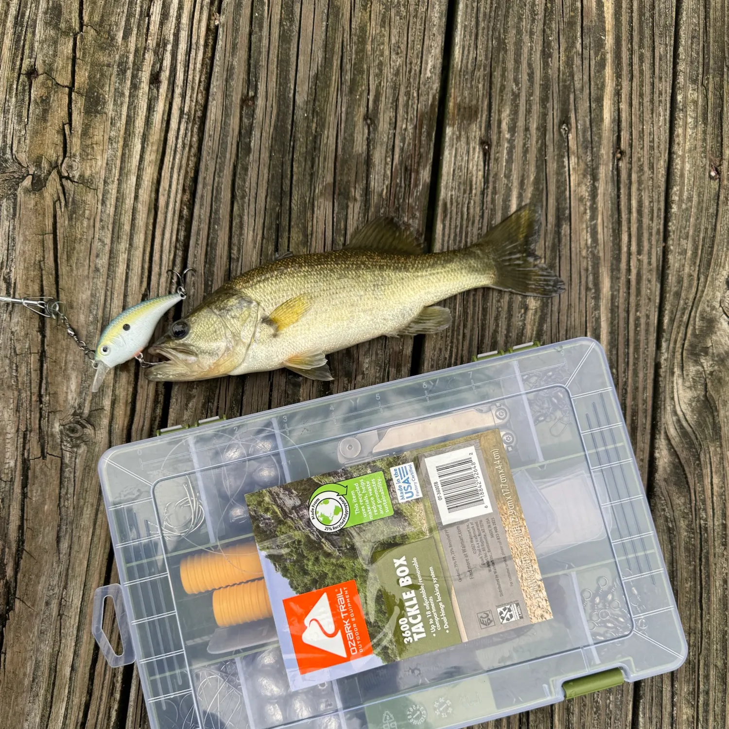 Largemouth bass caught on Fishbrain