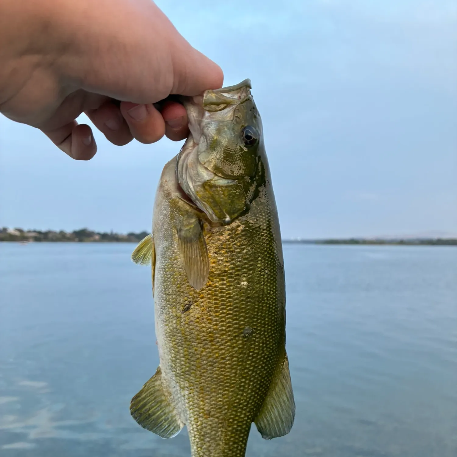 Smallmouth bass caught on Fishbrain