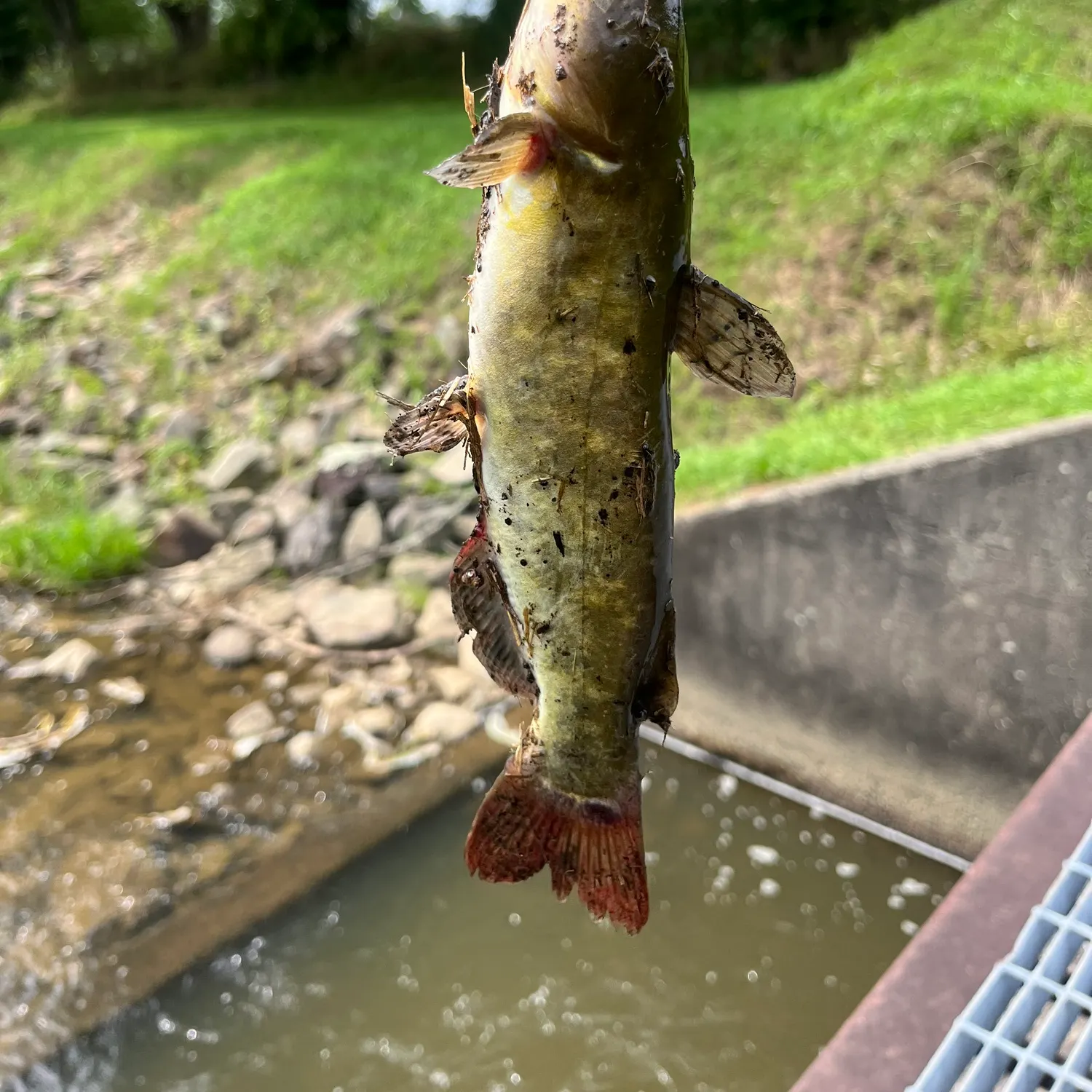 Black bullhead caught on Fishbrain