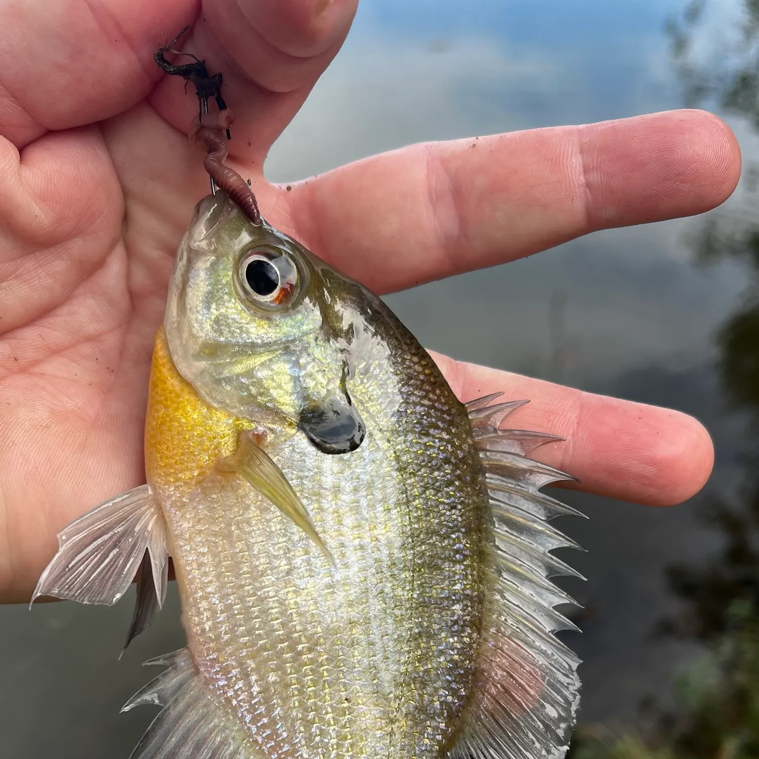 Bluegill caught on Fishbrain