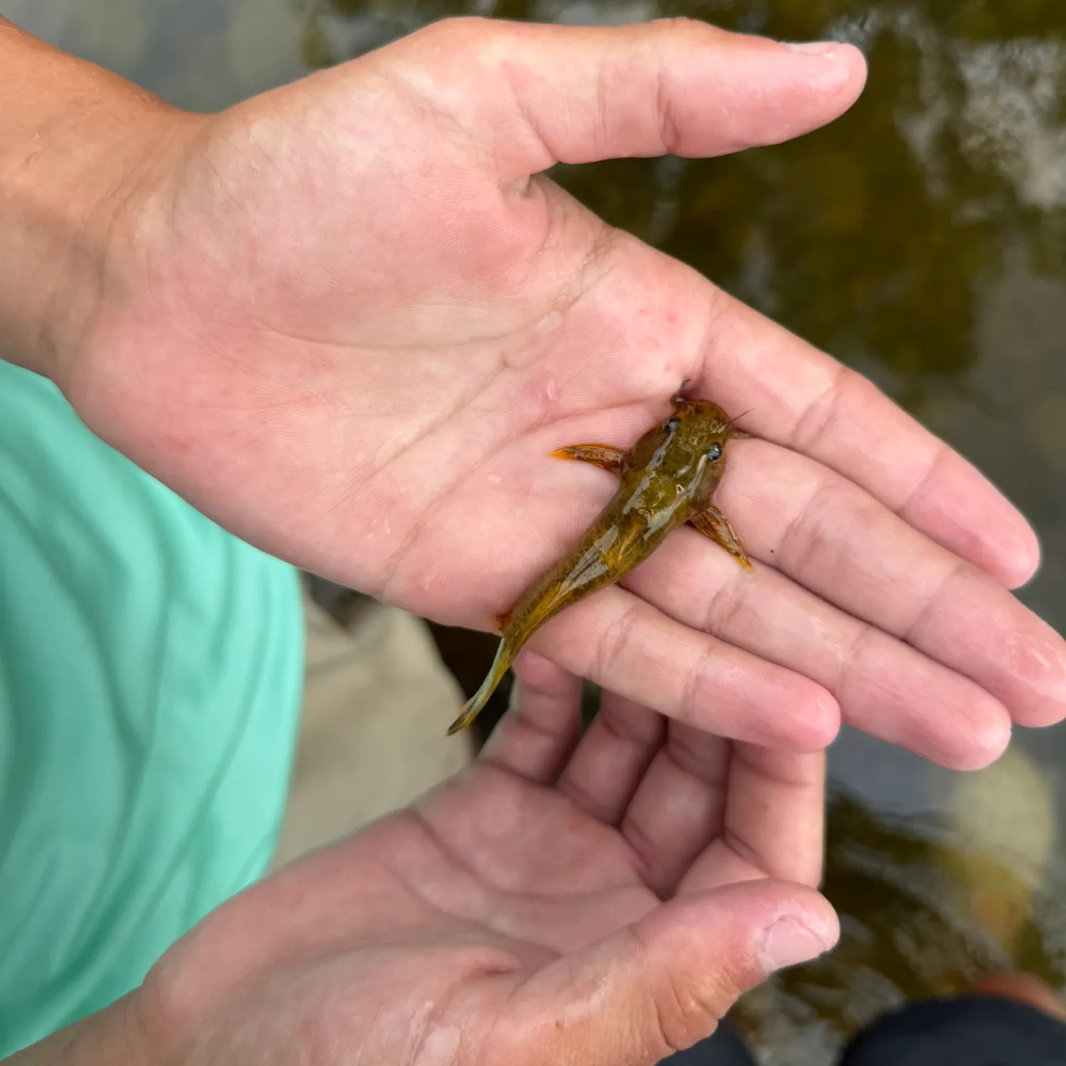The most recent Tadpole madtom catches on Fishbrain