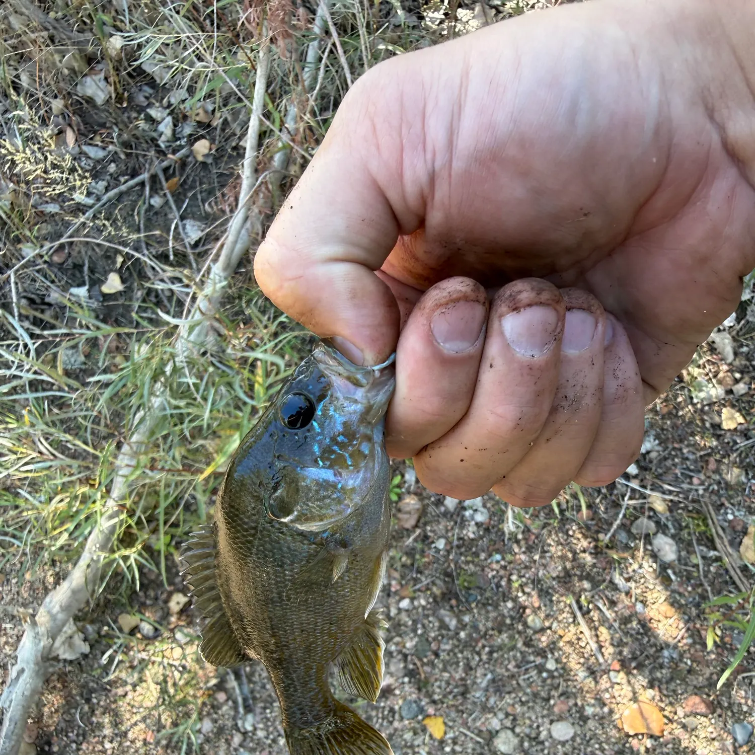 Green sunfish caught on Fishbrain