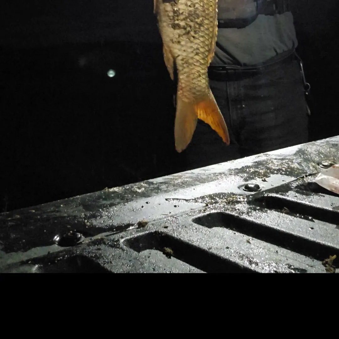 Common carp caught on Fishbrain