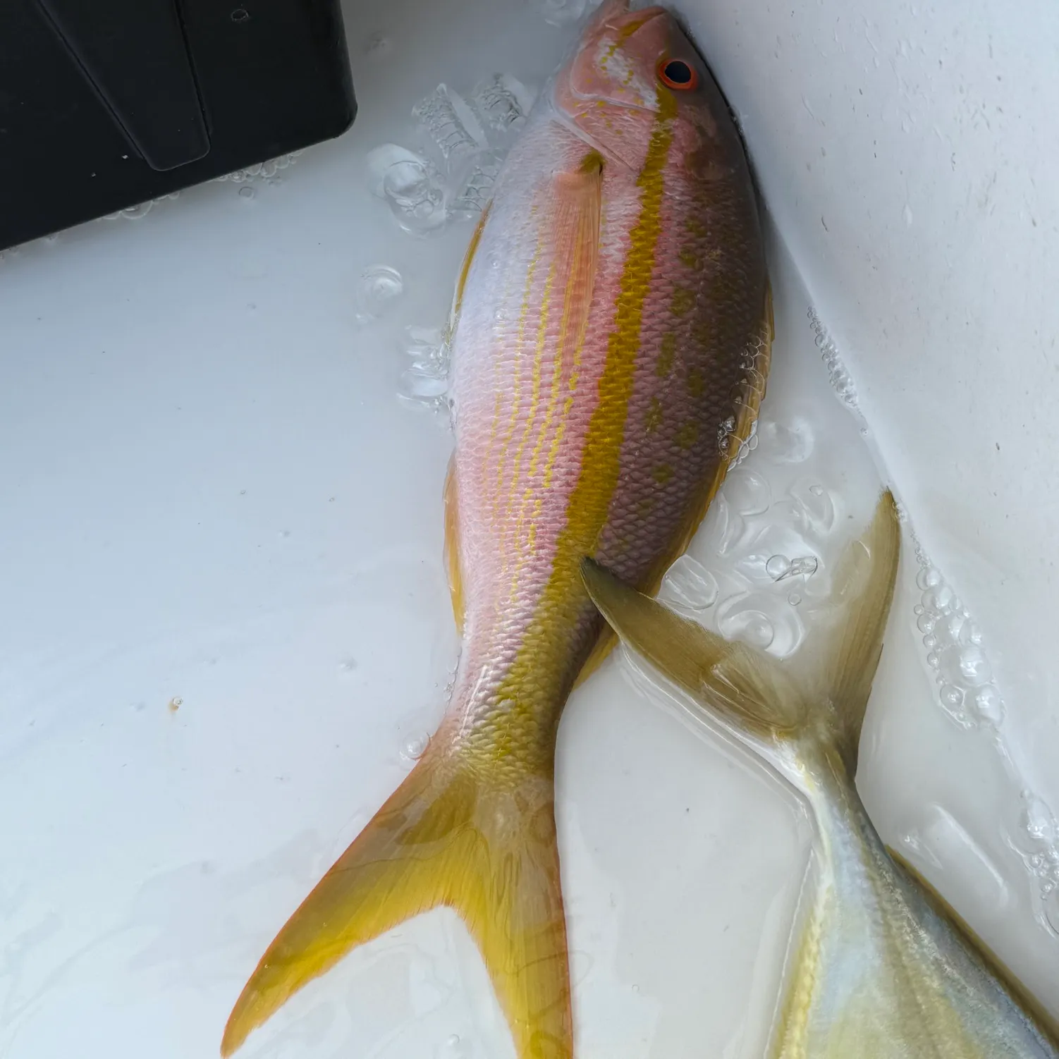 The most recent Yellowtail snapper catches on Fishbrain