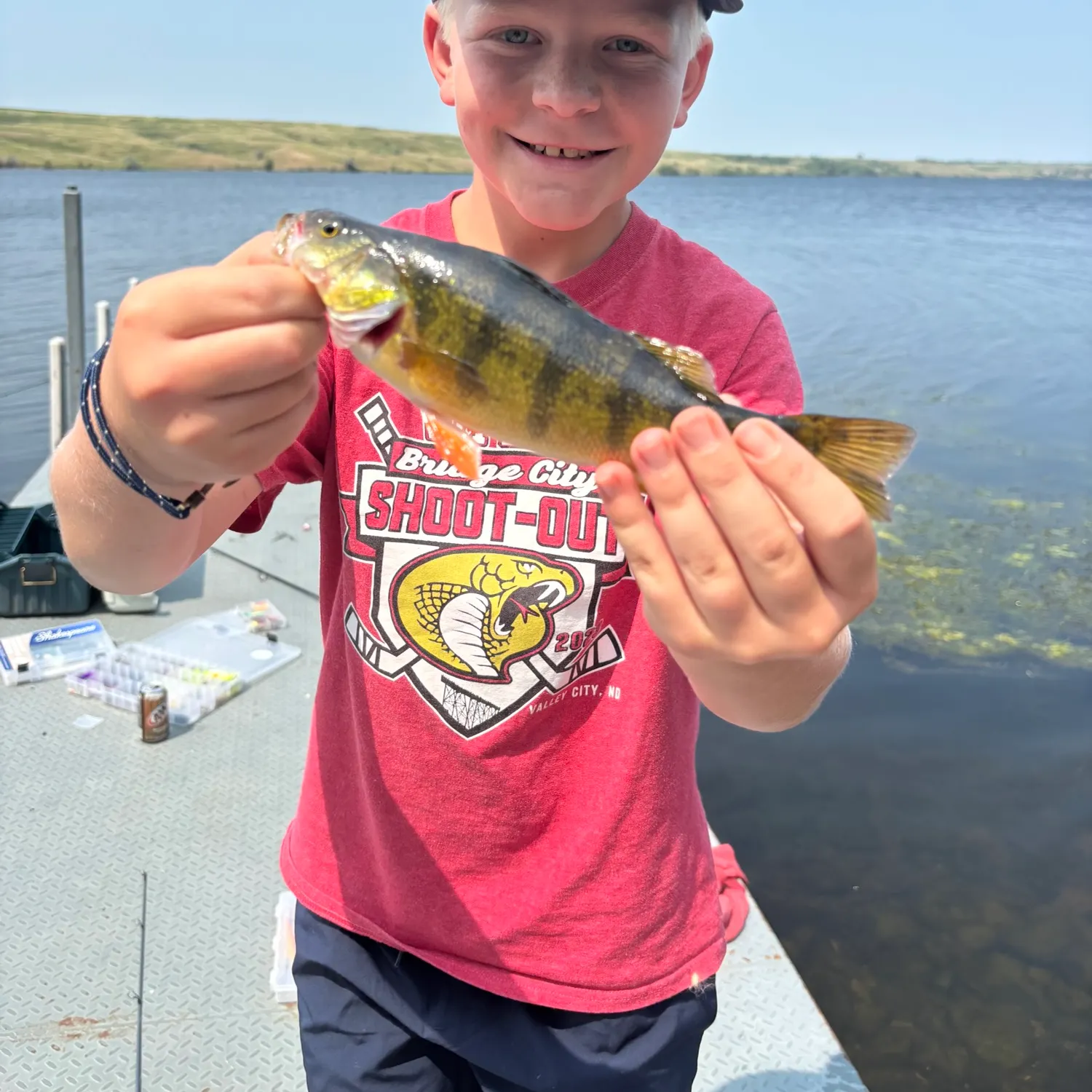 Yellow perch caught on Fishbrain