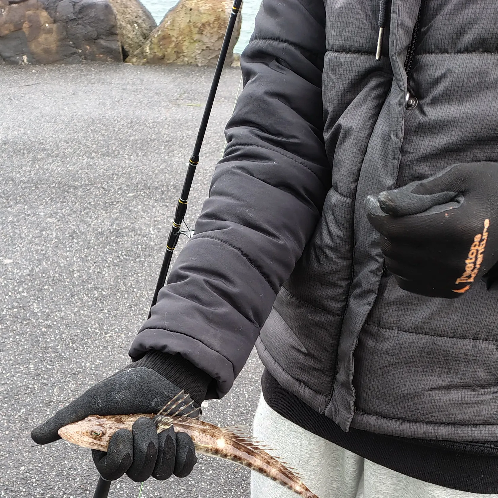Dusky flathead caught on Fishbrain