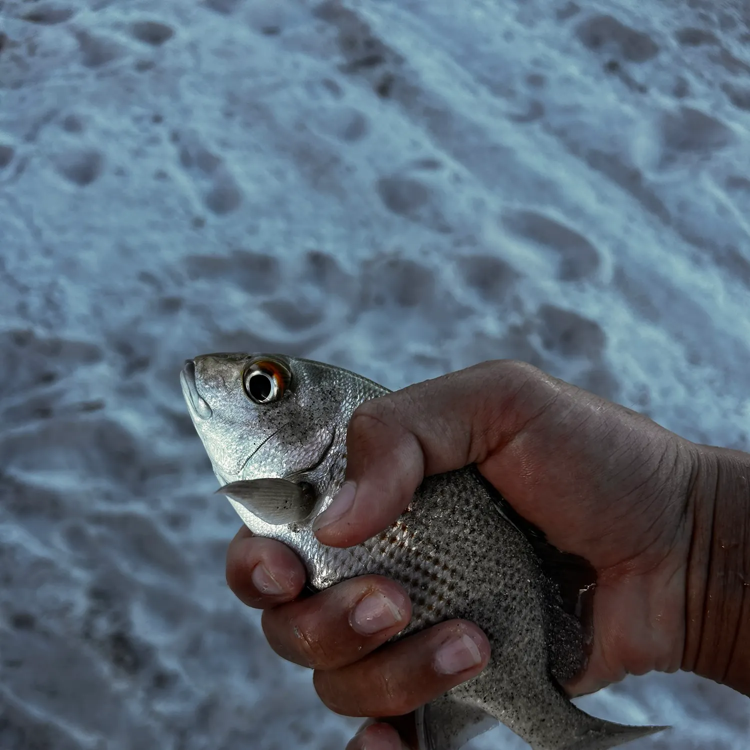 White grunt caught on Fishbrain
