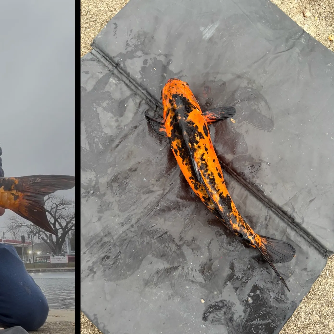 The most recent Koi carp catches on Fishbrain