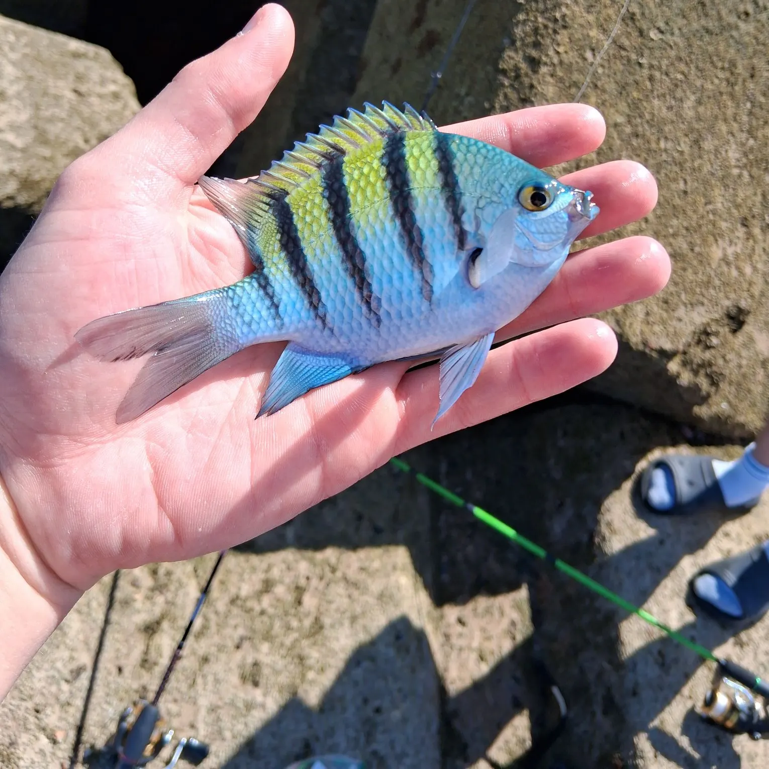 The most recent Panamic sergeant major catches on Fishbrain