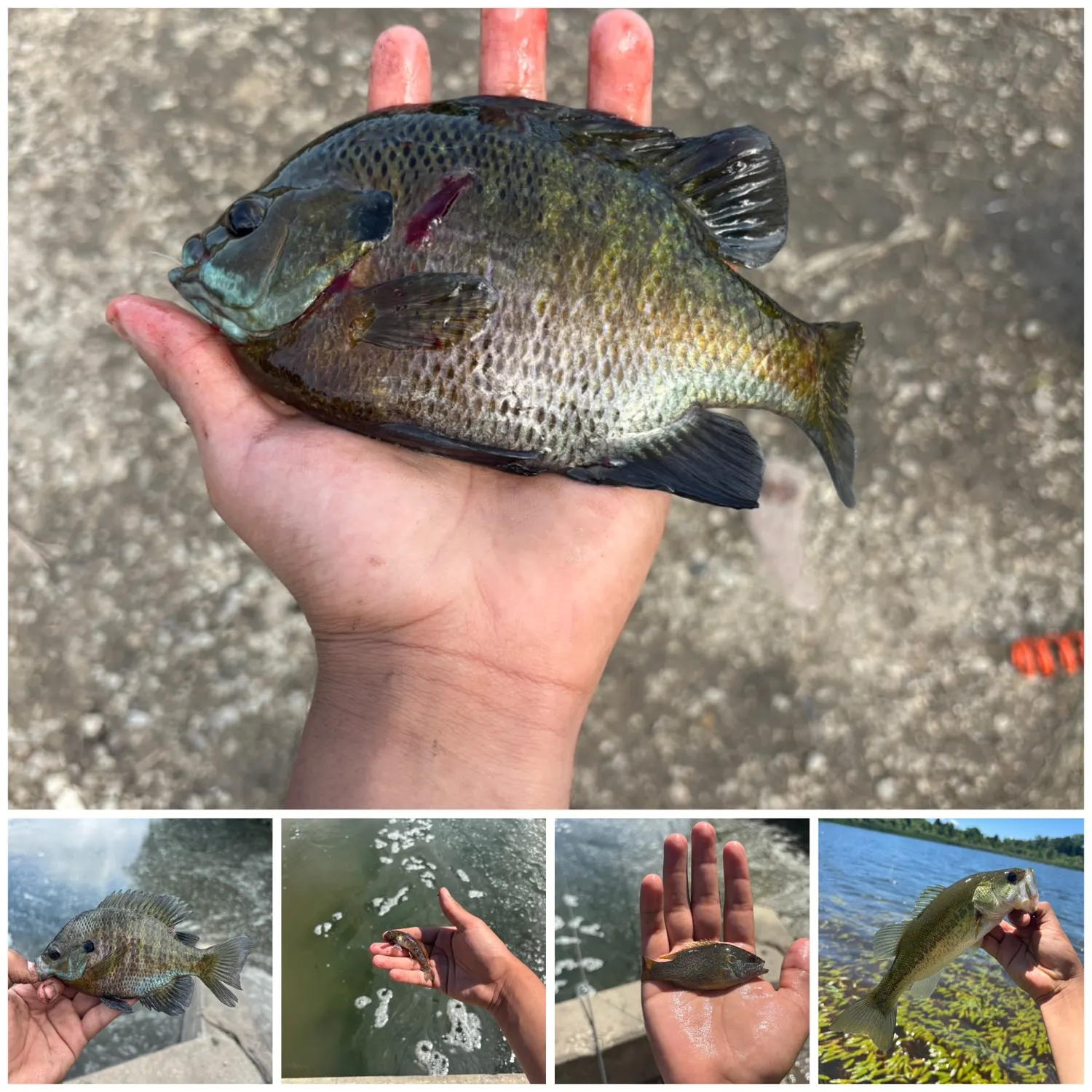 recently logged catches